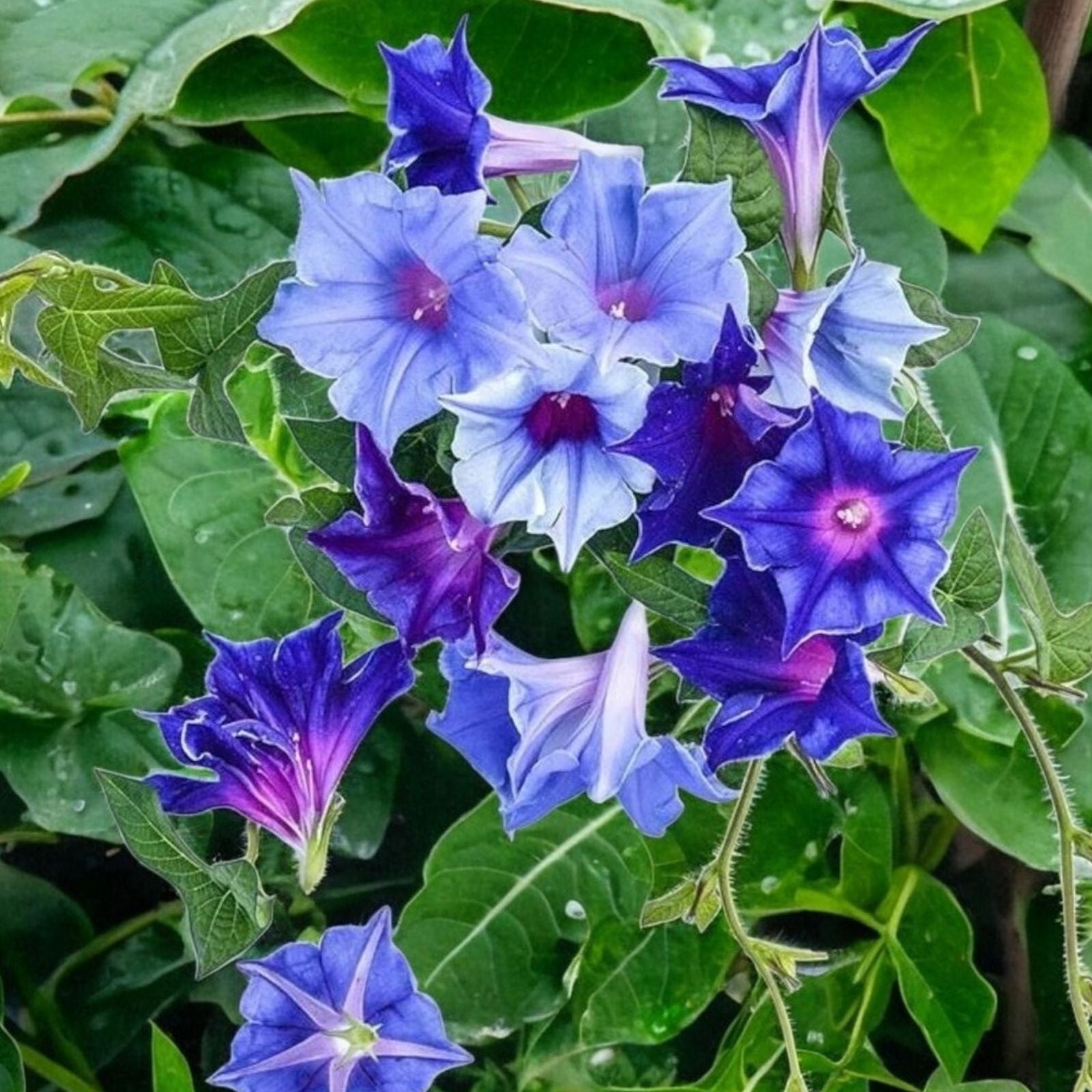 Morning Glory Seeds 100pcs Pack Perennial Flower Seeds for Garden Ipomoea spp. Climbing Vines, Bright Colors