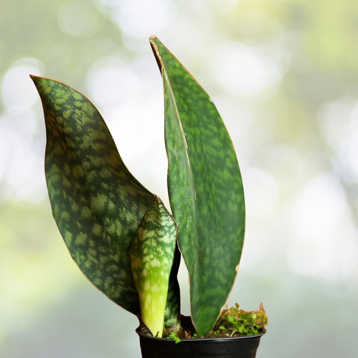 Whale Fin Snake Plant 6 in Pot, Dracaena Masoniana, Air-Purifying Indoor Houseplant with 2+ Leaves