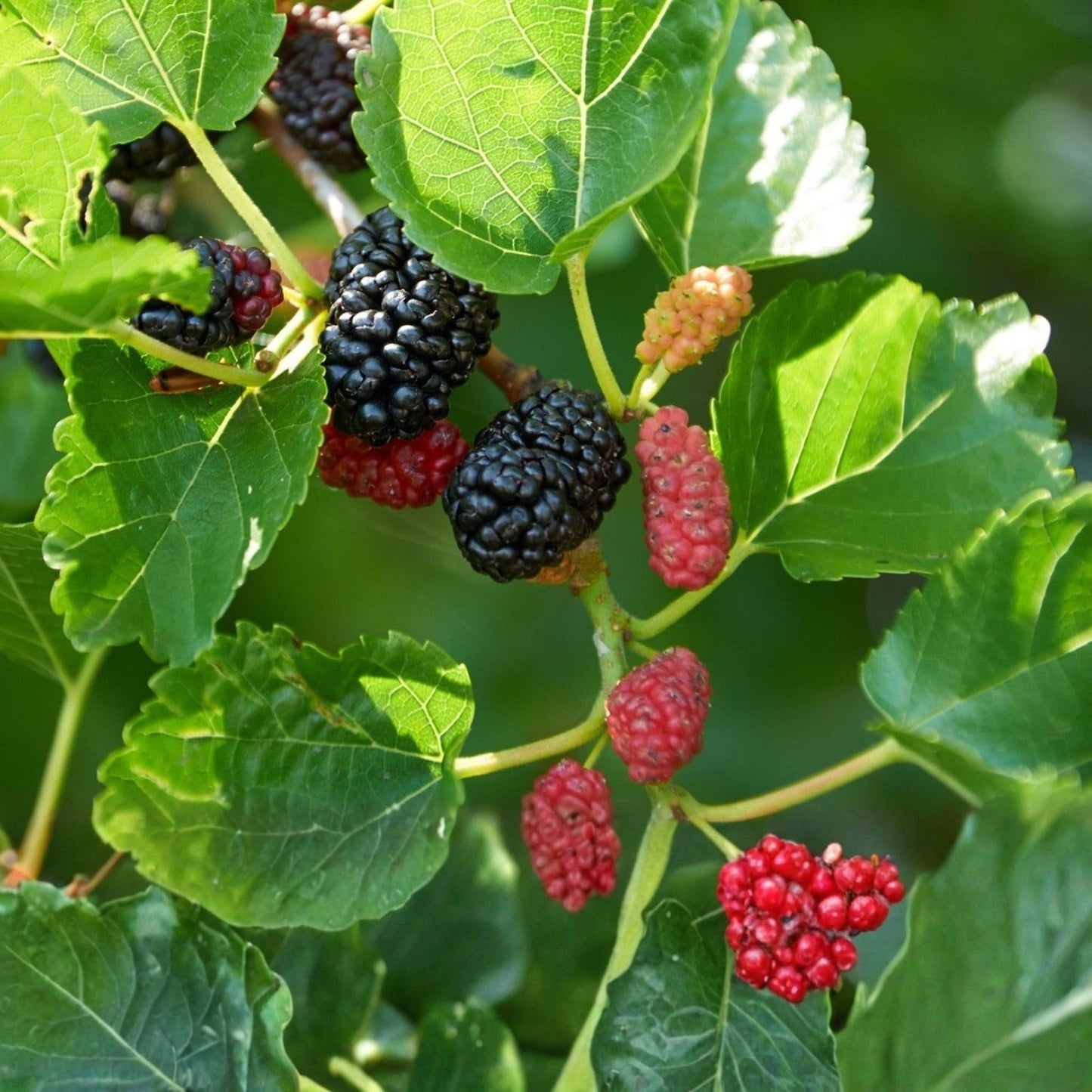 Rooted Cuttings Pakistani Mulberry Tree Live Fruit Plant Morus alba for Gardening and Landscaping