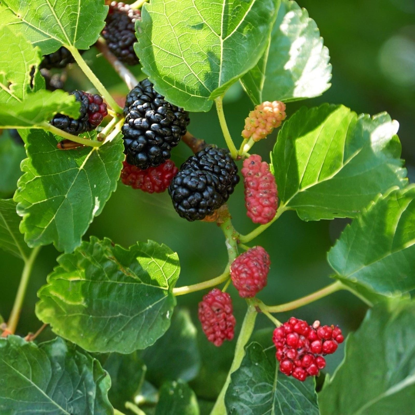 Rooted Cuttings Pakistani Mulberry Tree Live Fruit Plant Morus alba for Gardening and Landscaping
