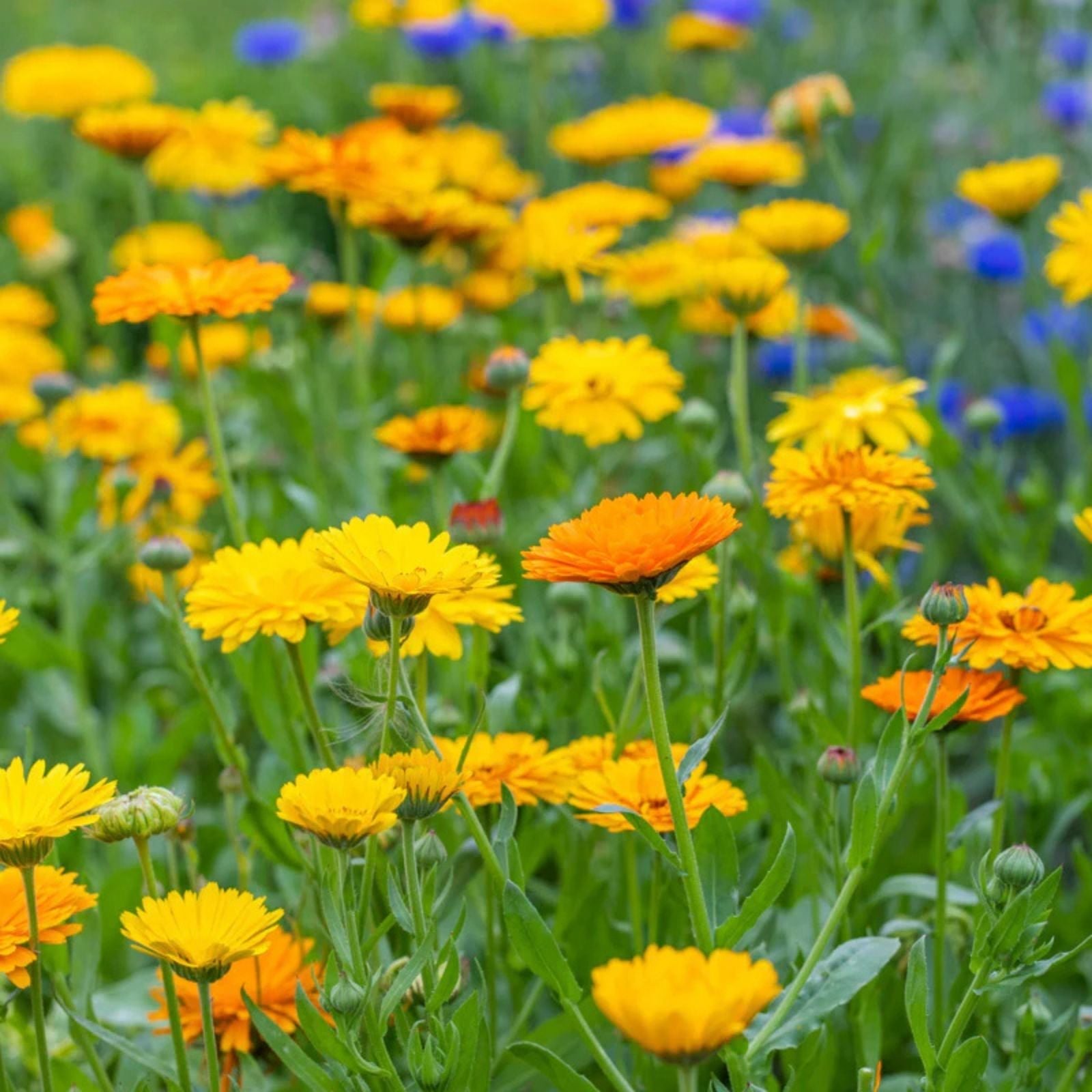 Calendula Seeds 50 Pack - Pacific Beauty Mix - Calendula officinalis Flower Seeds for Garden Planting