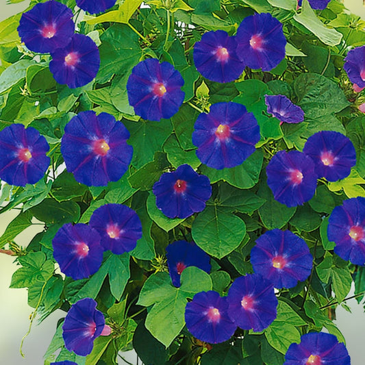 Exotic Morning Glory Flowering Vine Seeds - 50 Purple Blooms - Ipomoea tricolor Garden Plant Seeds