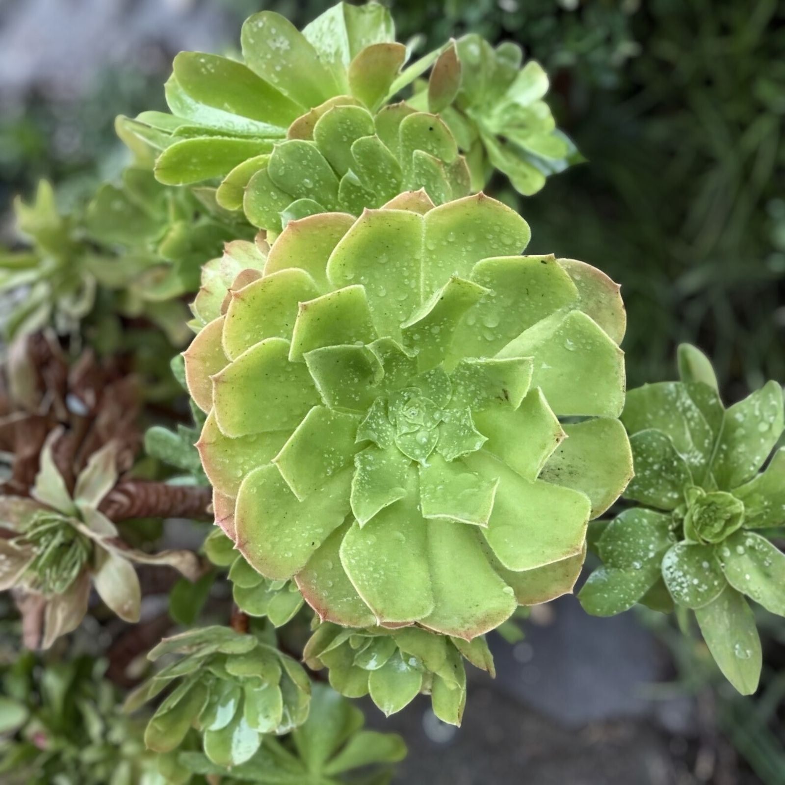 Succulent Cuttings 3 Live Aeonium Castello Paivae 'Harry Mak' Variegated Foliage Plant