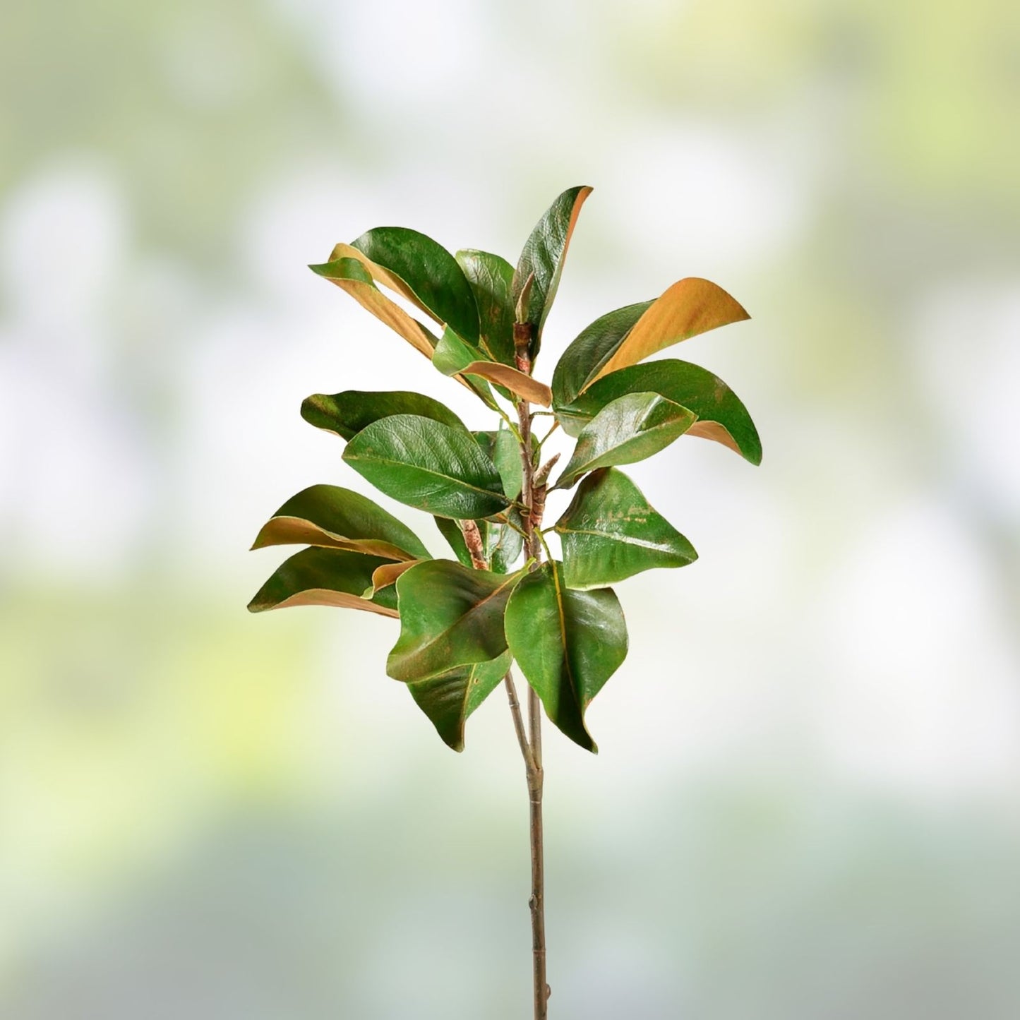 Fresh Live Magnolia Leaves - Decorative Greenery - Magnolia grandiflora - Natural Green Foliage for Arrangements