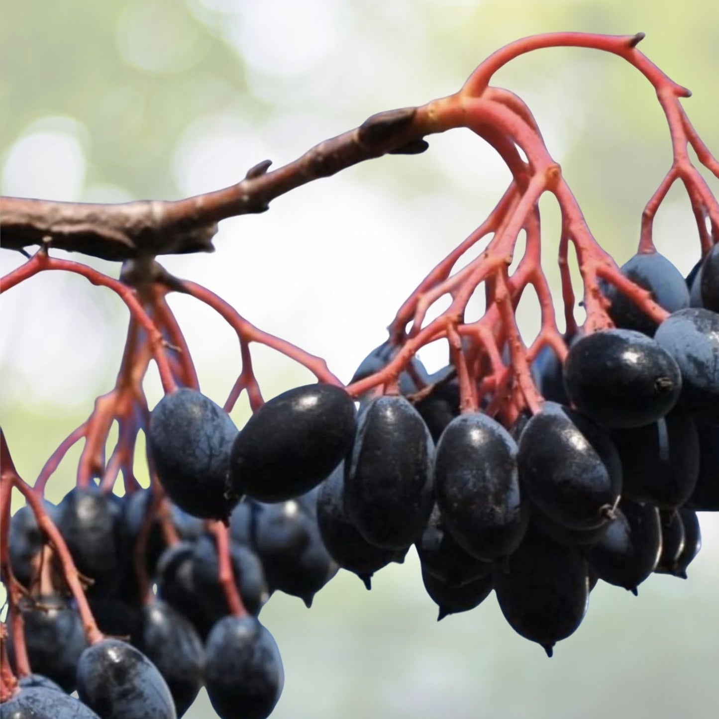 Organic Black Haw Berry Seeds - Viburnum prunifolium - 20 Seeds - Native Plant for Wildlife Gardens