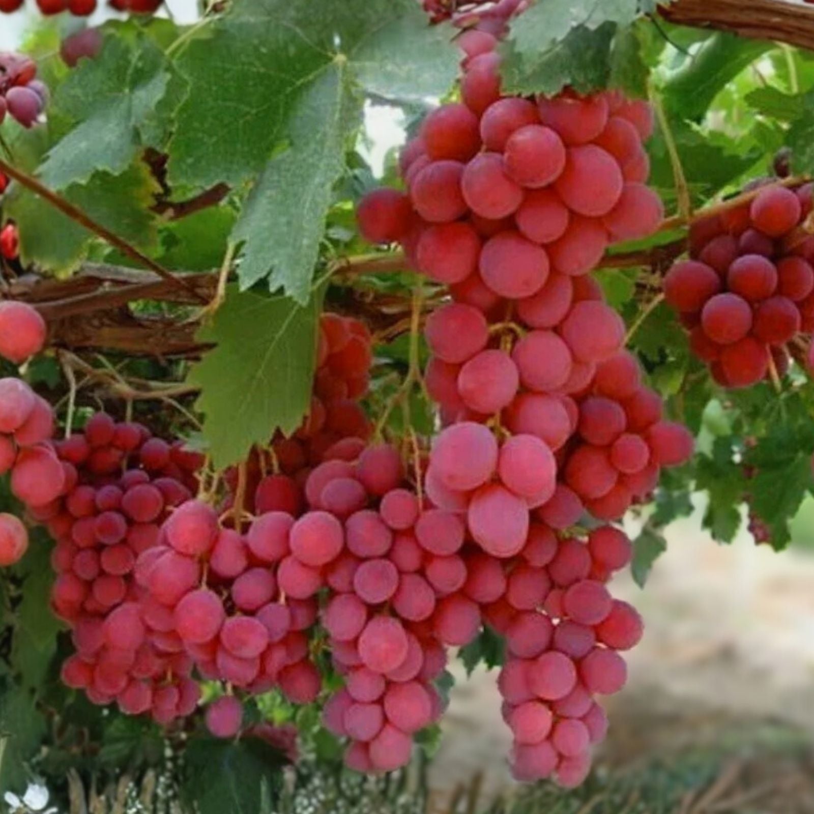 Bananchik Pink Grape Cuttings - 2 Rootless Vitis vinifera Clippings for Easy Propagation, Imported from Ukraine