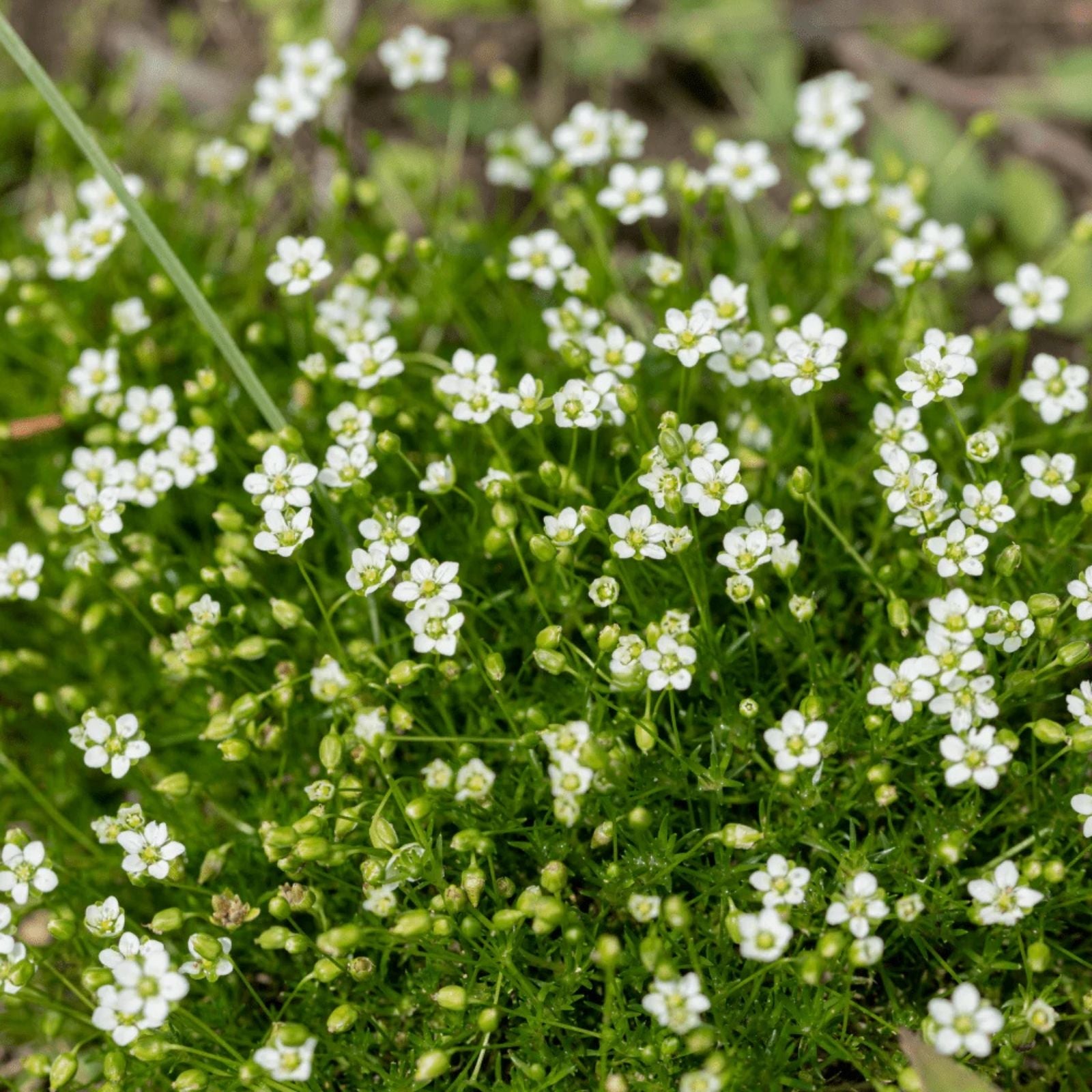 Irish Moss Seeds Ground Cover Planting - Attractive Green Foliage - Sagina subulata - Easy to Grow, Low Maintenance