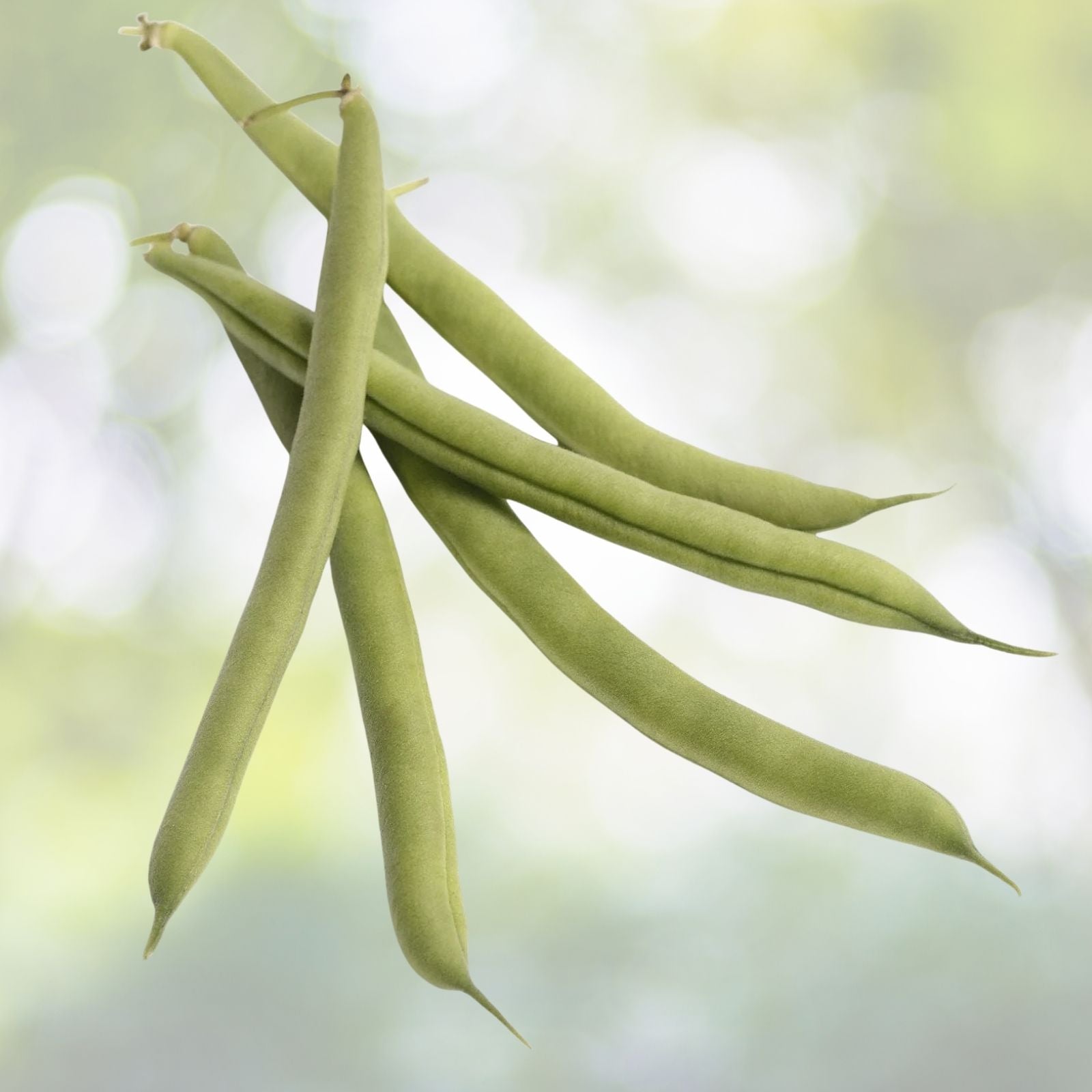 Kentucky Wonder Pole Bean Seeds - 15+ Pack - Chinese Four Seasons Green Bean - Phaseolus vulgaris