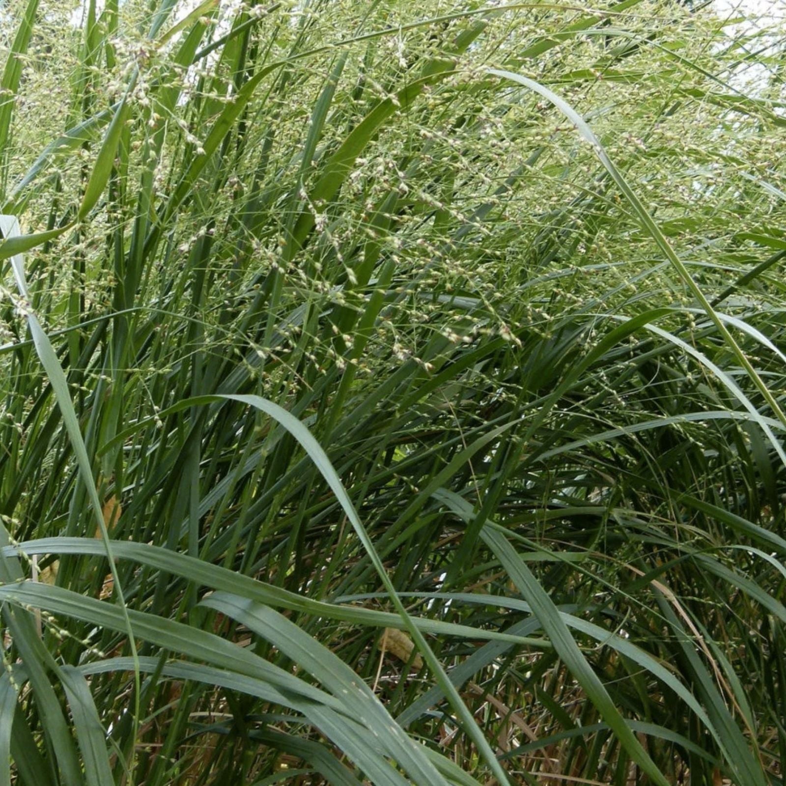 Switchgrass Seeds for Planting – Fast Growing Hardy Prairie Grass, Panicum virgatum – Bio Fuel, Erosion Control, Native Grass Seed