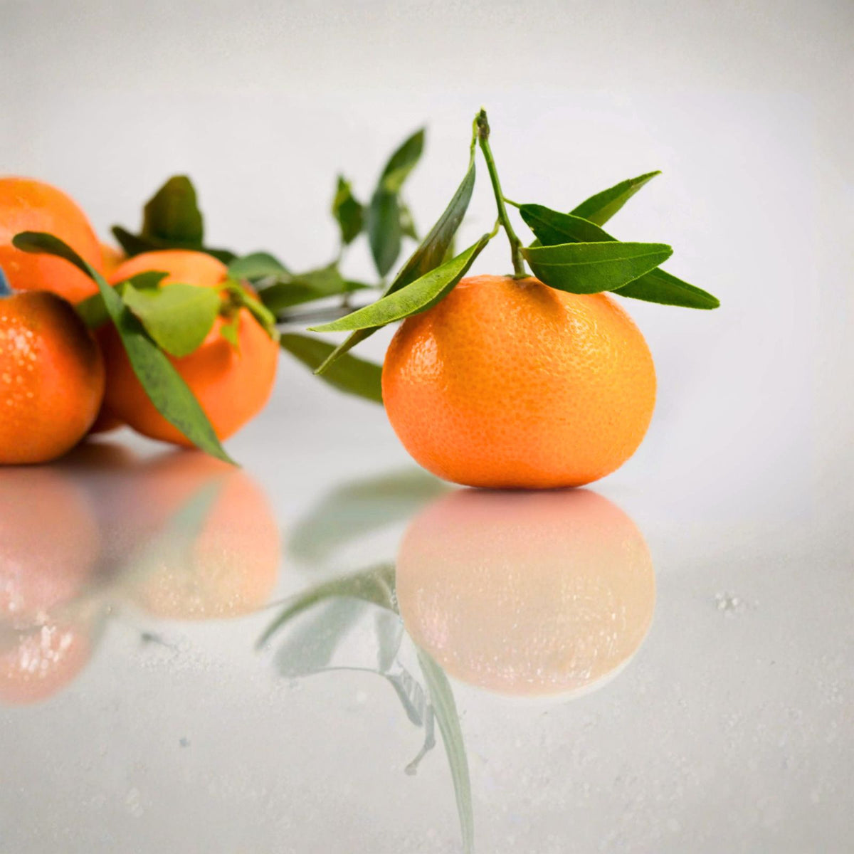 Mandarin Orange Seeds   5 Pack, Seedless, Citrus reticulata, Patio Plant, Drought Tolerant, Indoor/Outdoor, USDA Zone 6 11