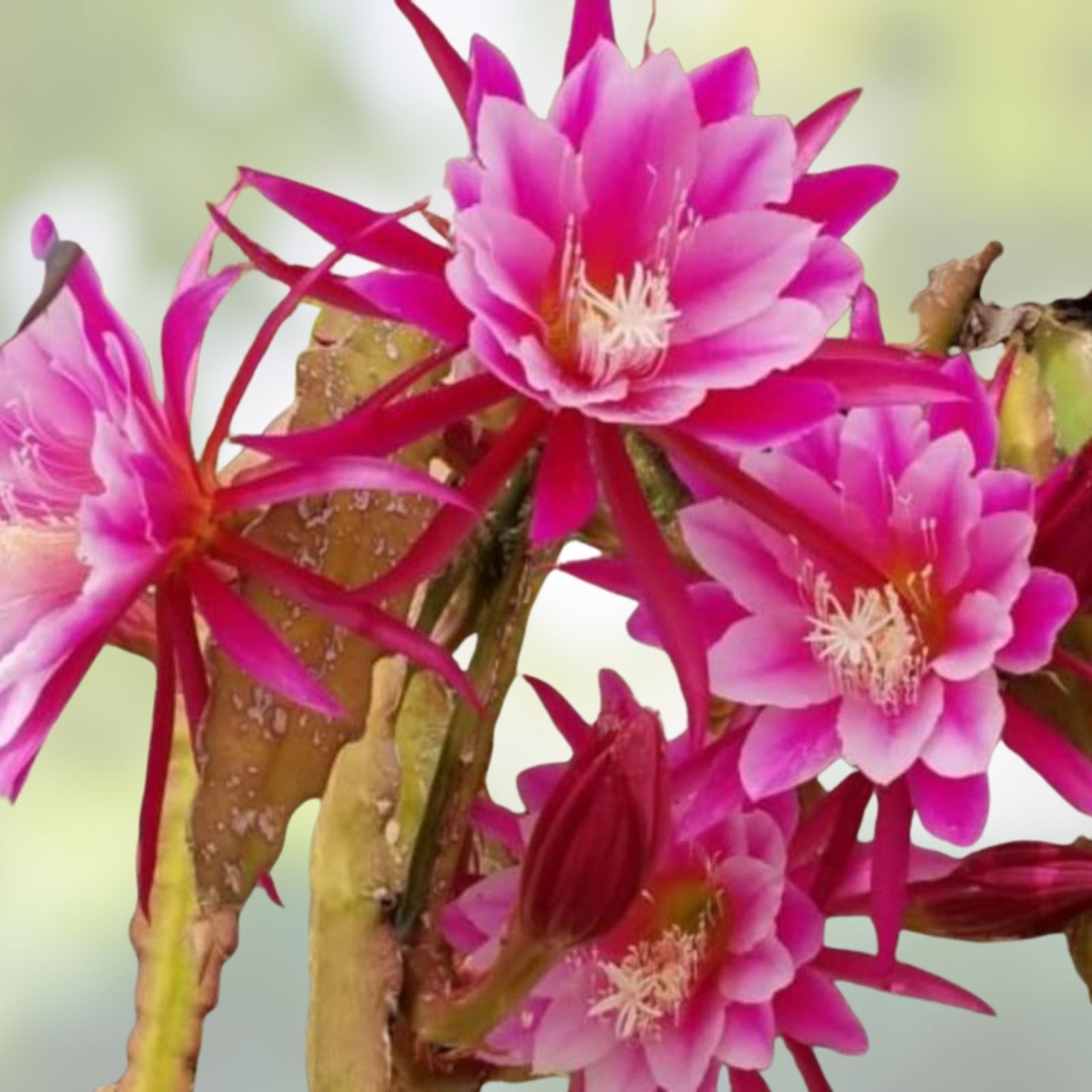 Epiphyllum Cuttings 8-10 inches Jesus Variety Orchid Cactus Epiphyllum spp.