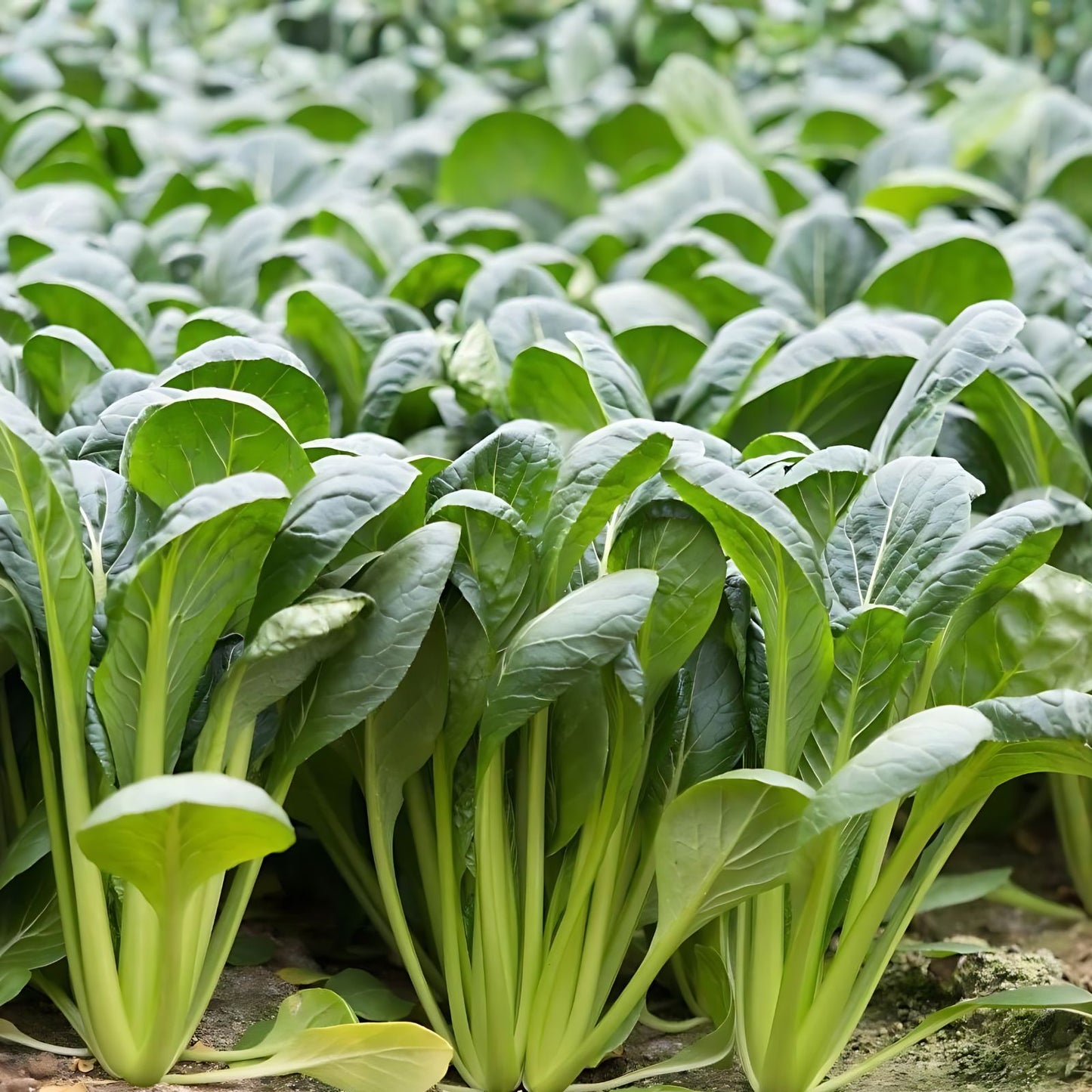 Komatsuna Mustard Seeds 100+ Non-GMO Brassica rapa var. perviridis Japanese Greens for Gardening, Edible Leaf Vegetable Seeds
