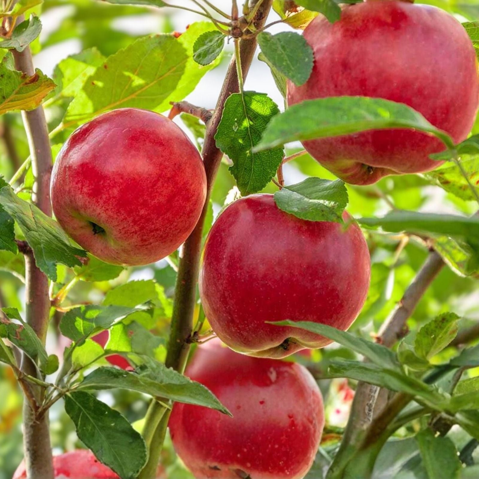 Dwarf Apple Tree Cuttings - 12 Organic Live Grafting Rooting Scions - Malus domestica Fruit Tree Propagation