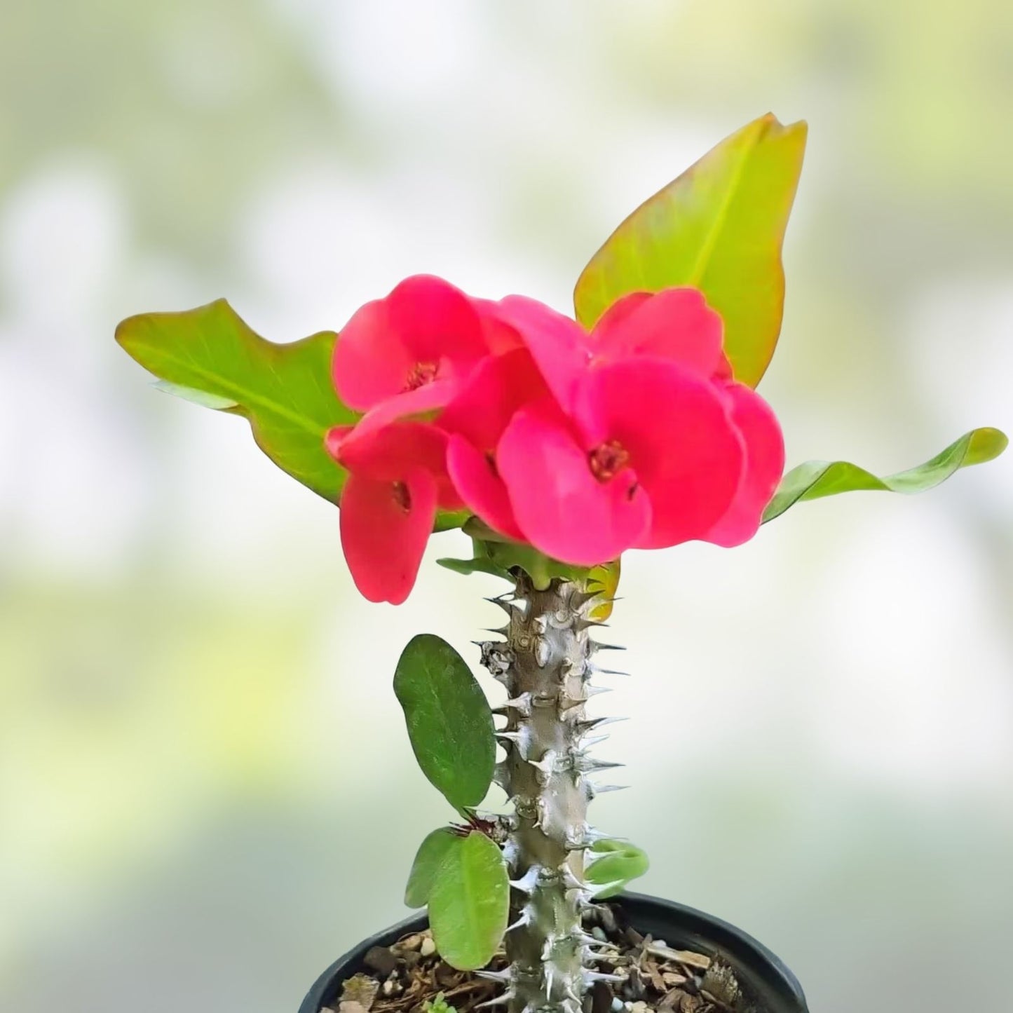 Thai Hybrid Crown of Thorns Cherries Jubilee Rooted Cutting - Euphorbia milli - Succulent Plant, Easy Care, Bright Red Flowers