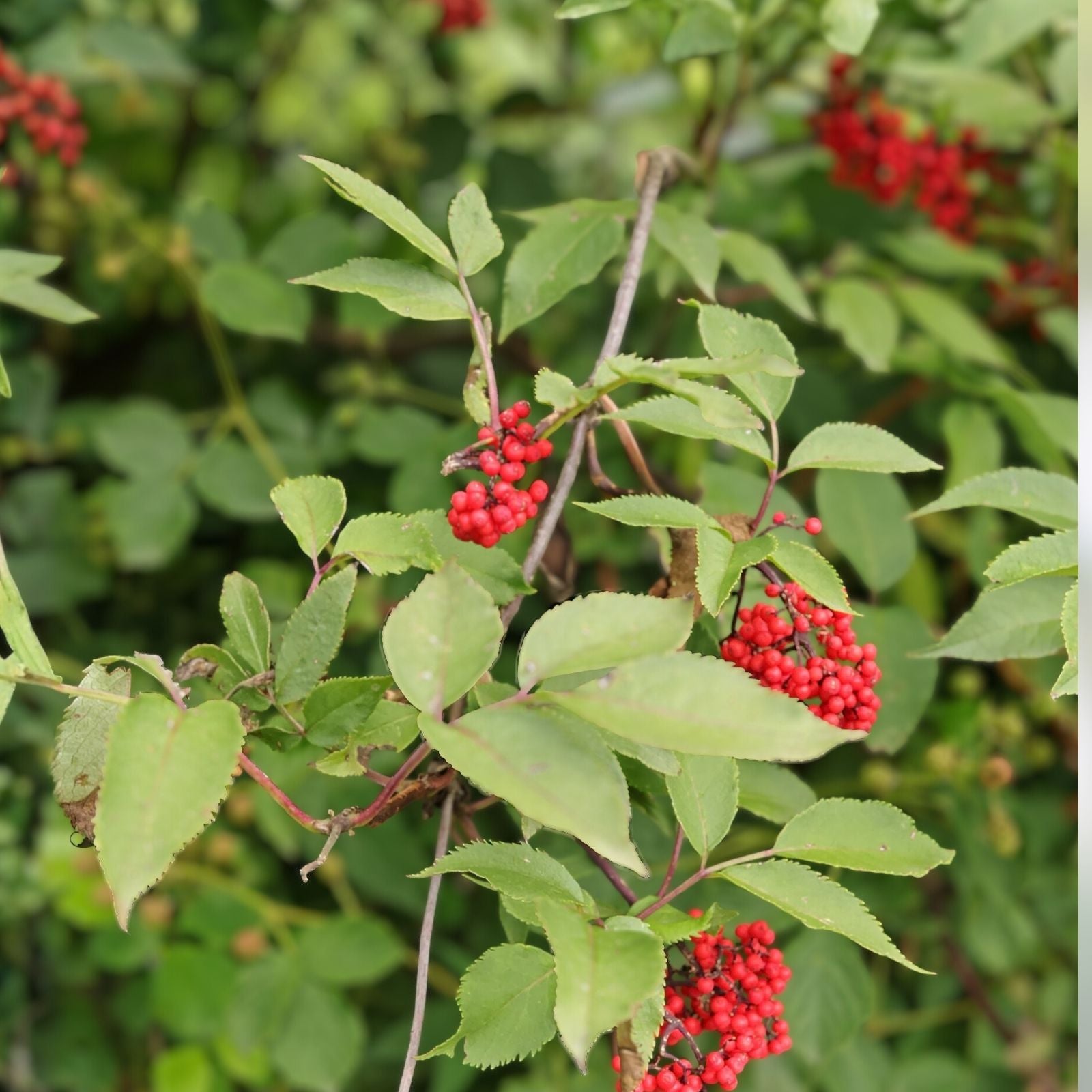Red Elderberry Seeds 80 Count – Sambucus racemosa Tree Shrub Fruit Berry for Planting and Gardening