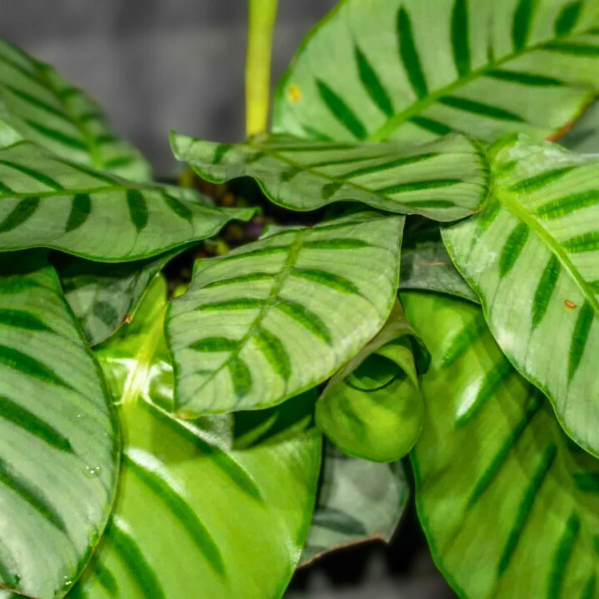Goepperia Calathea Bella Carlina Plant in 6" Pot - Rare Indoor Houseplant with Beautiful Foliage - Ideal for Home Gardening