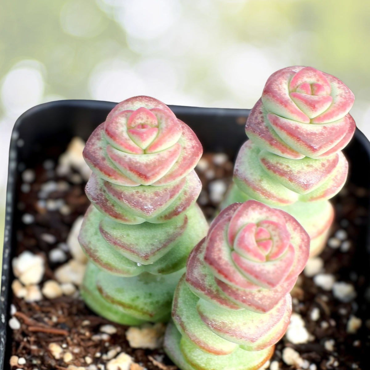 Crassula Baby Necklace Succulent Plant | Trailing Crassula rupestris with Pink Flowers | Easy Care Indoor Plant