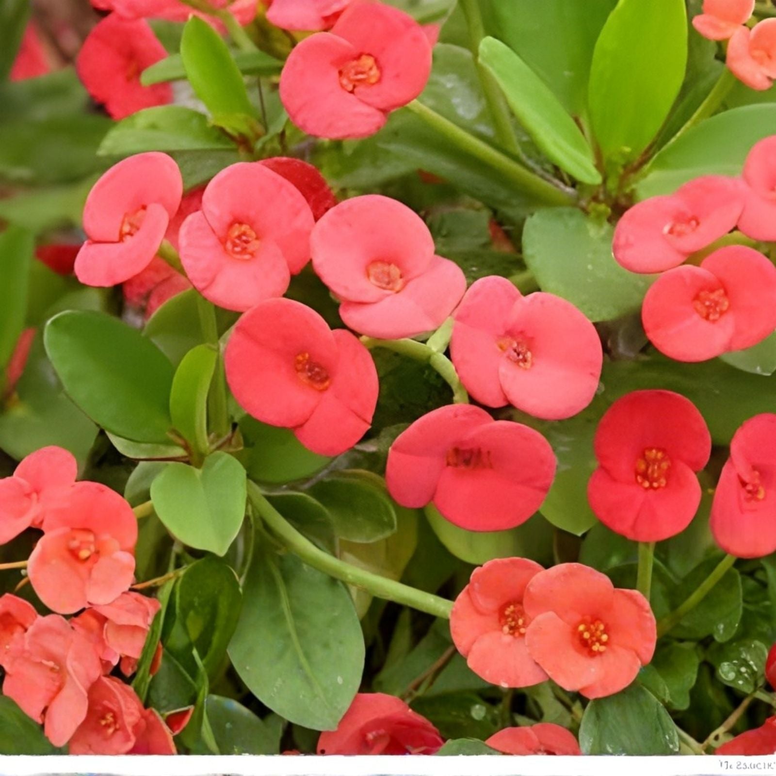 Crown of Thorns Plant - Euphorbia milii - Red Flower - Cactus-Like Succulent for Indoor and Outdoor Decor