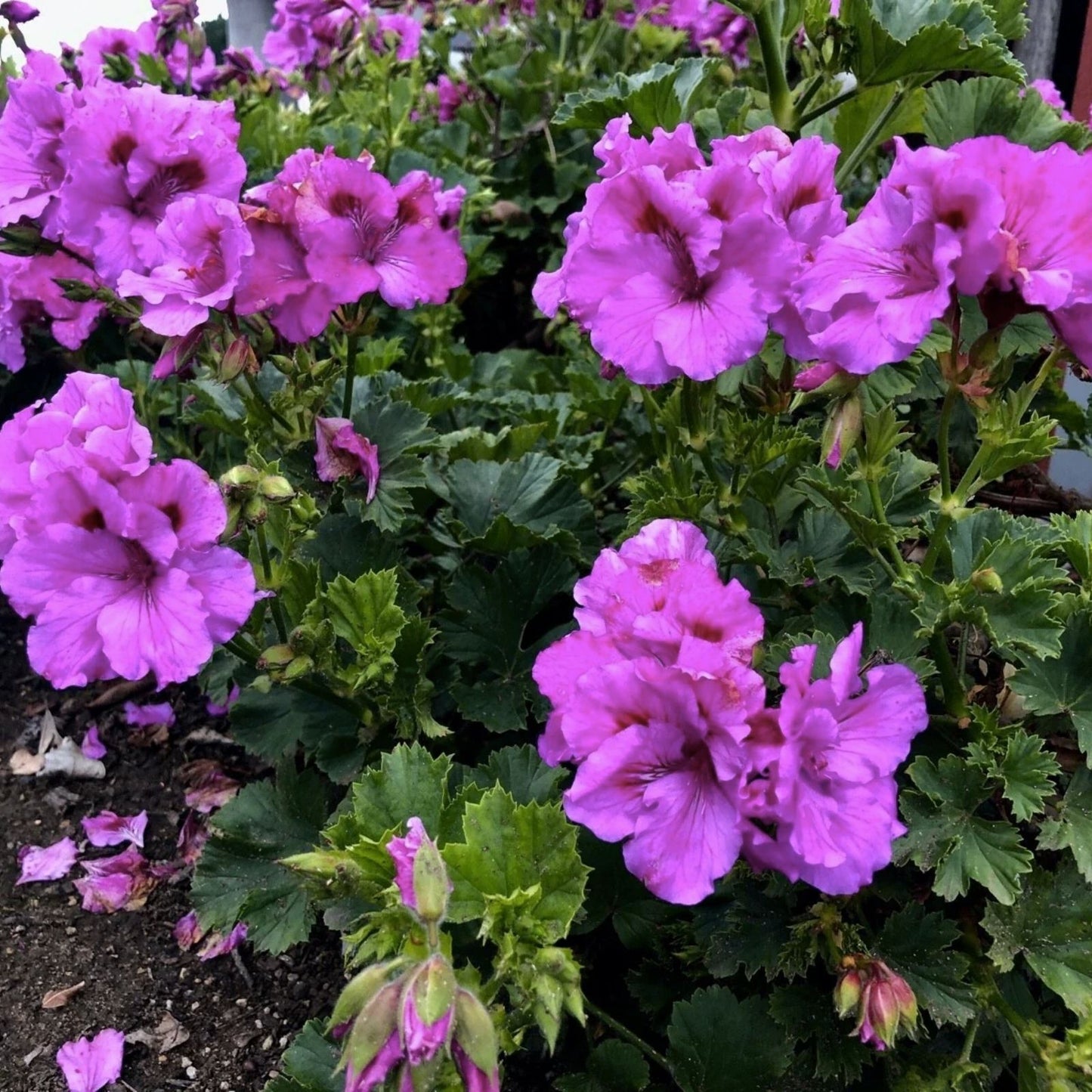 Purple Pelargonium Cuttings - 6" Live Geranium x hortorum, Fancy Regal Variety, Indoor Outdoor Plant