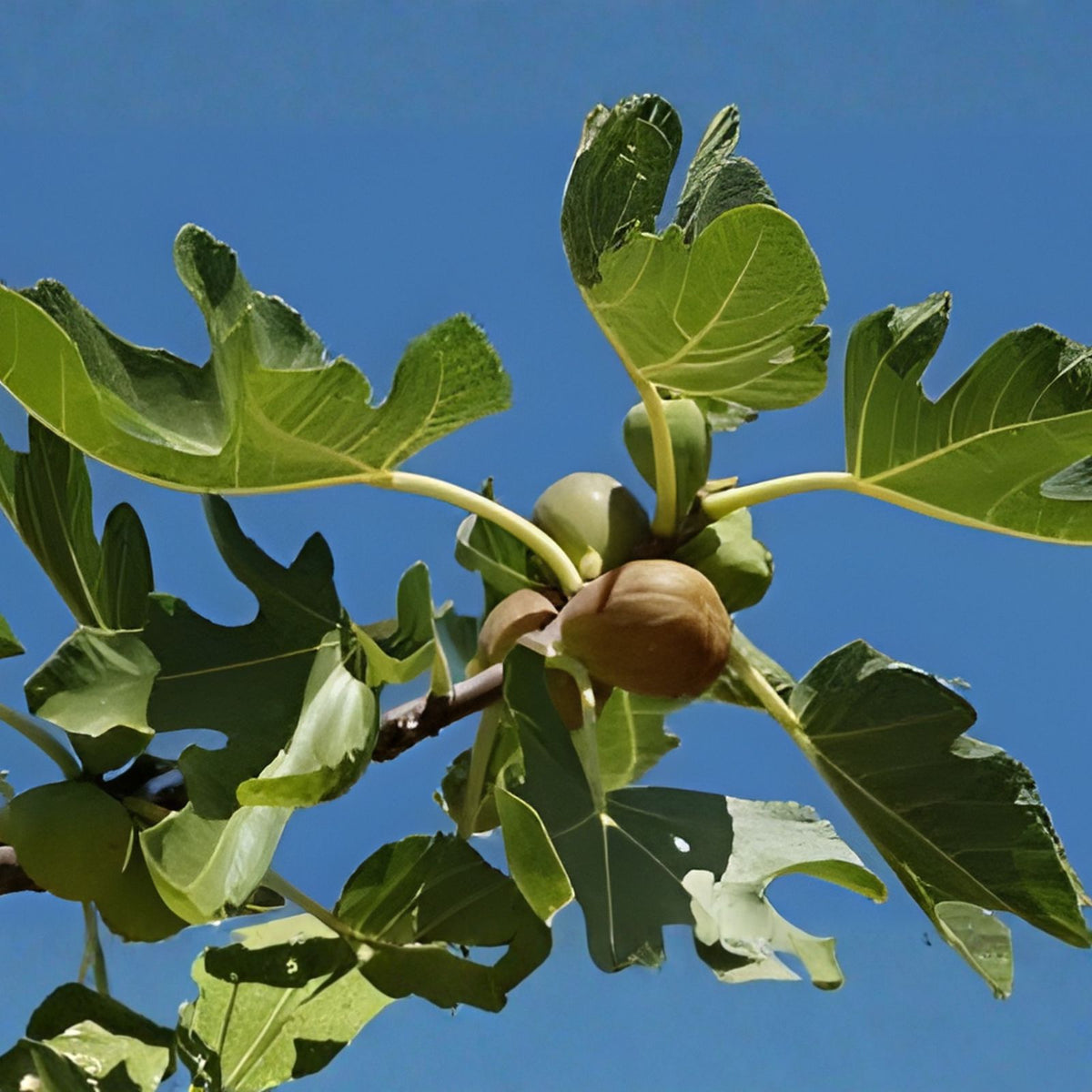 Brown Turkey Fig Tree Starter Plant - 10" - Ficus carica - Fruiting Fig, Self-Fruitful, Drought-Tolerant, Full Sun