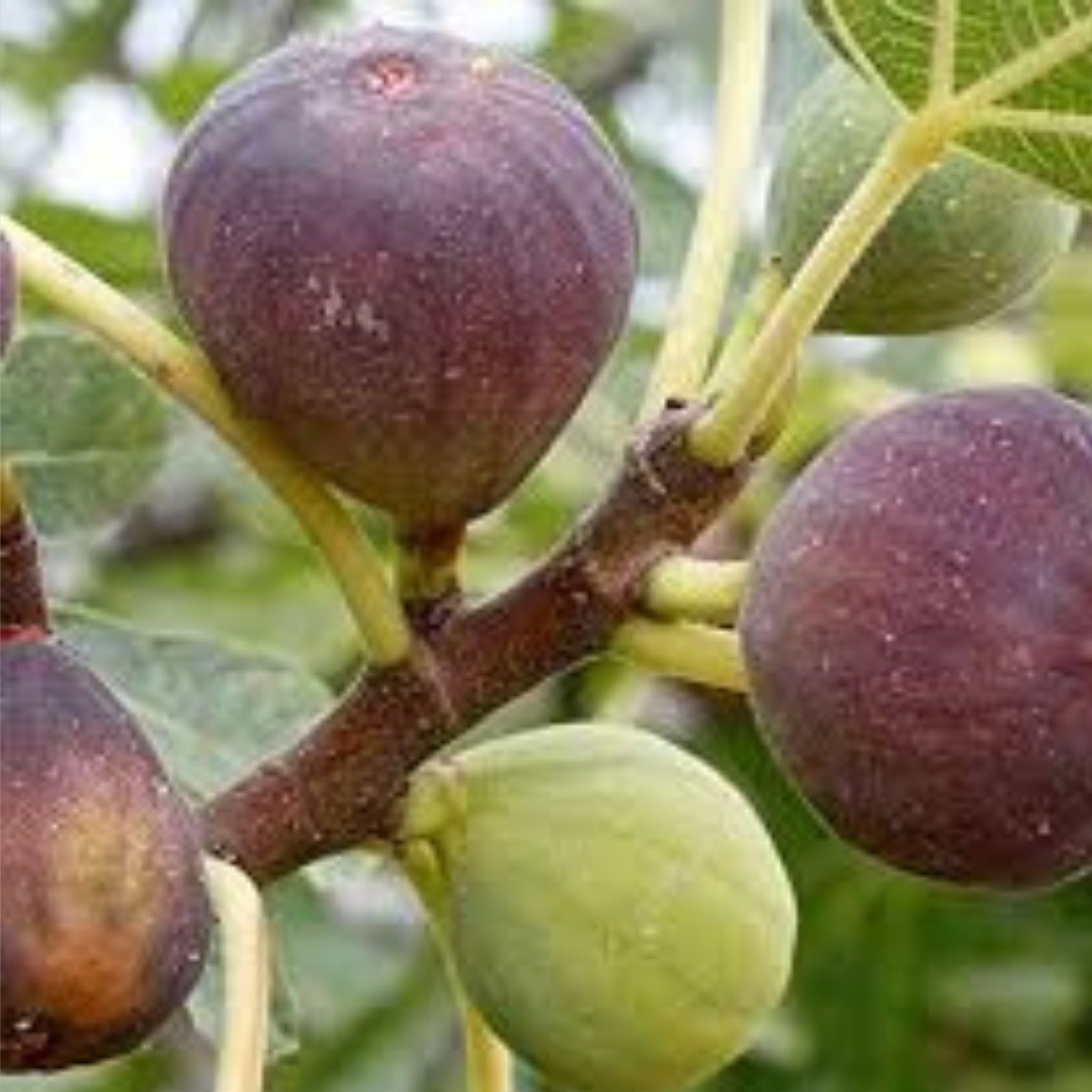 Fresh Fig Tree Cuttings - 10 Inch, Unrooted, 7 Ficus carica Plant Cuttings for Gardening and Propagation