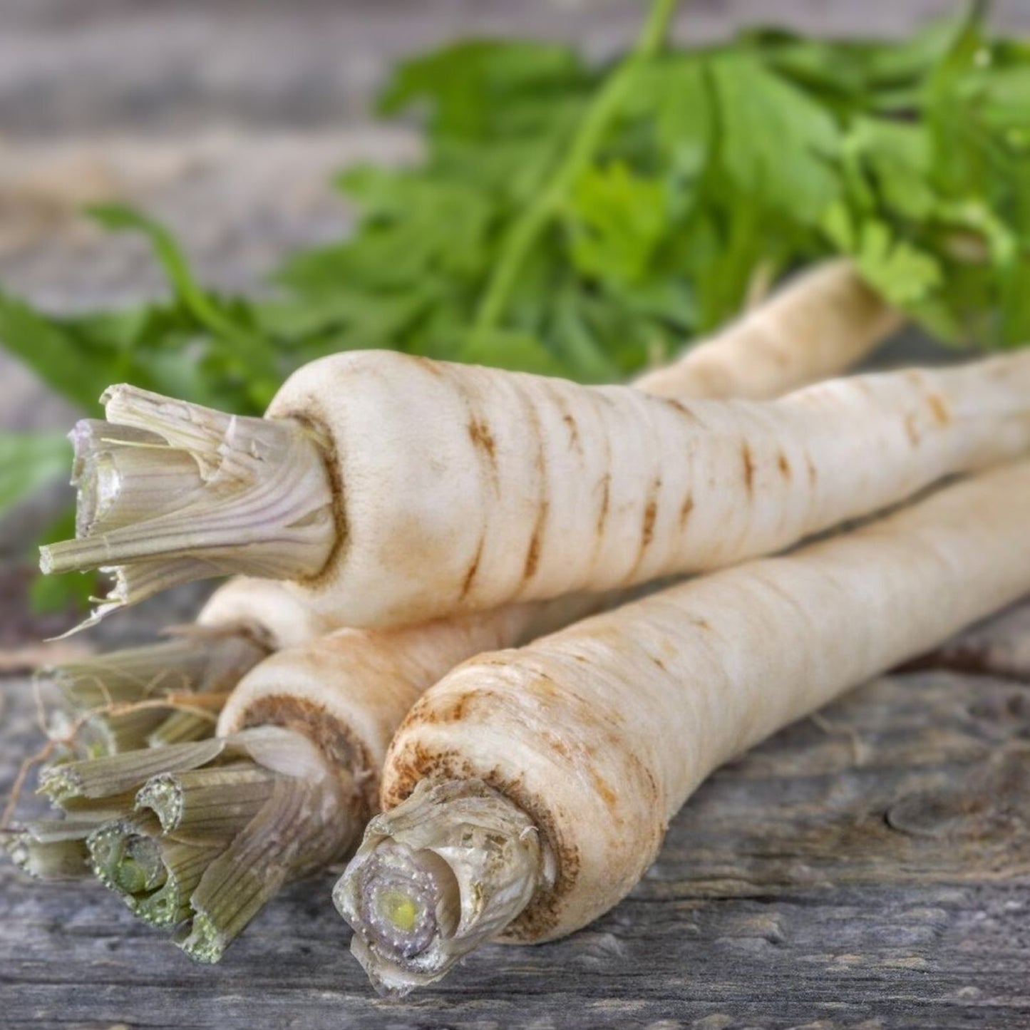 Heirloom Parsnip Seeds – All-American Variety, Non-GMO, 100 Seeds – Pastinaca sativa