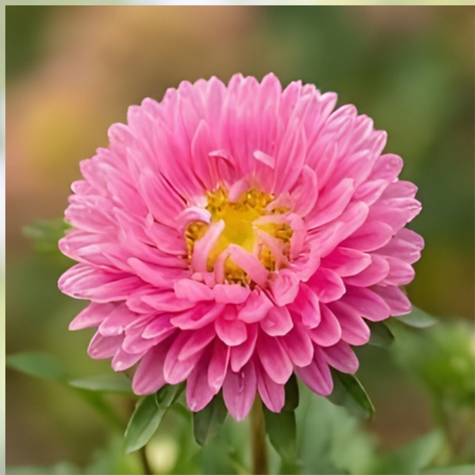 Bonita Shell Pink Aster Seeds 30 Pack - Aster novae-angliae - USA Grown - Garden Flower Seeds - Free Shipping