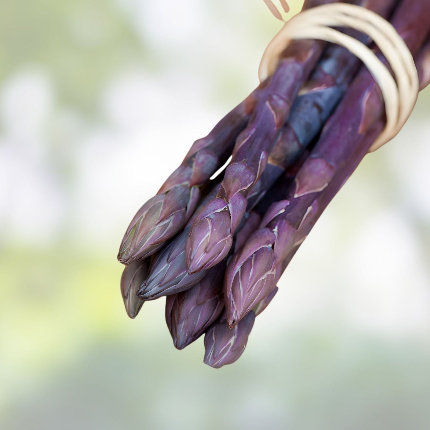 Purple Passion Asparagus Bare Root Plants - 2-Year Crowns, Live Asparagus, Ornamental and Edible, Asparagus officinalis