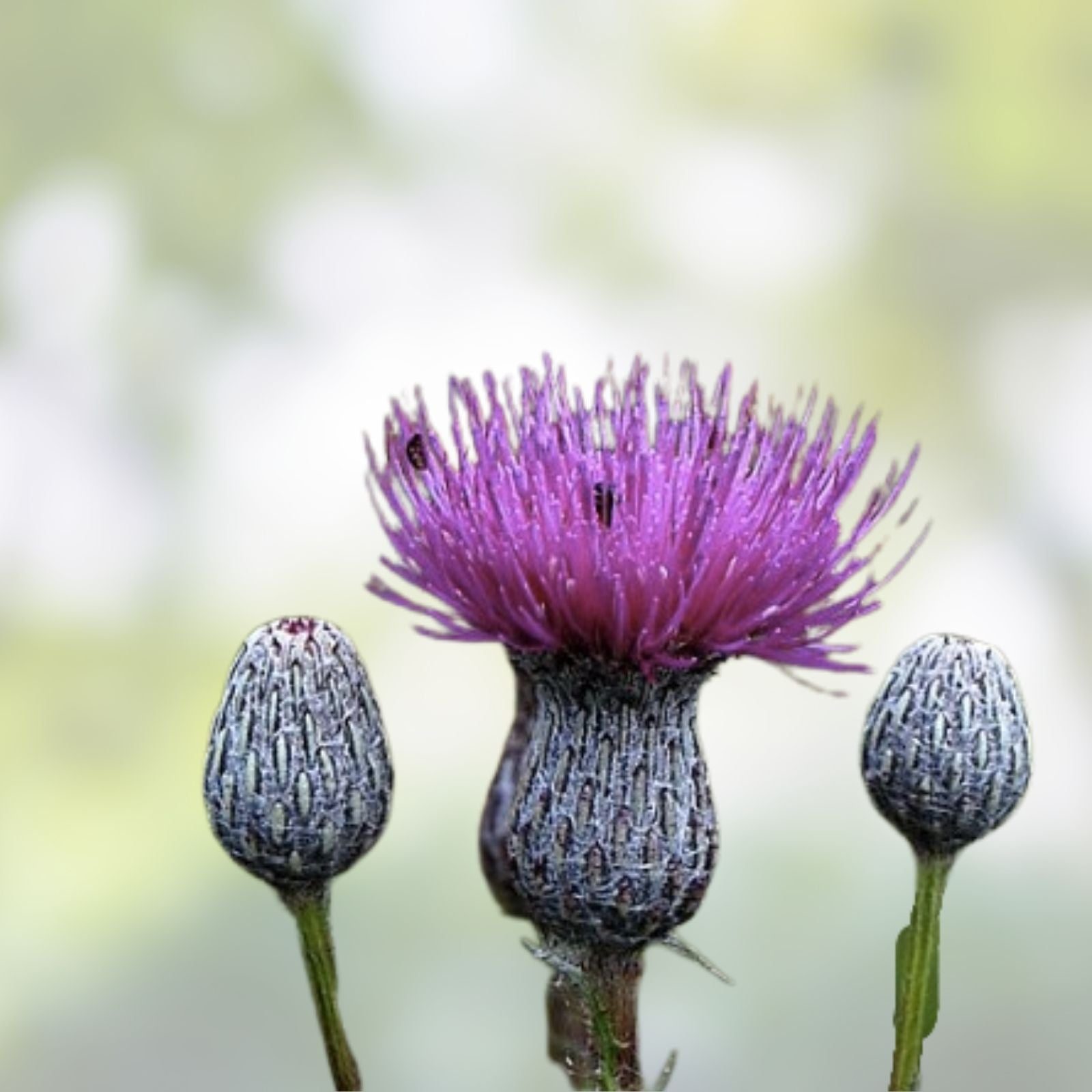 Swamp Thistle Seeds 100 Pack - Native Cirsium muticum for Wildflower Gardens and Attracting Pollinators