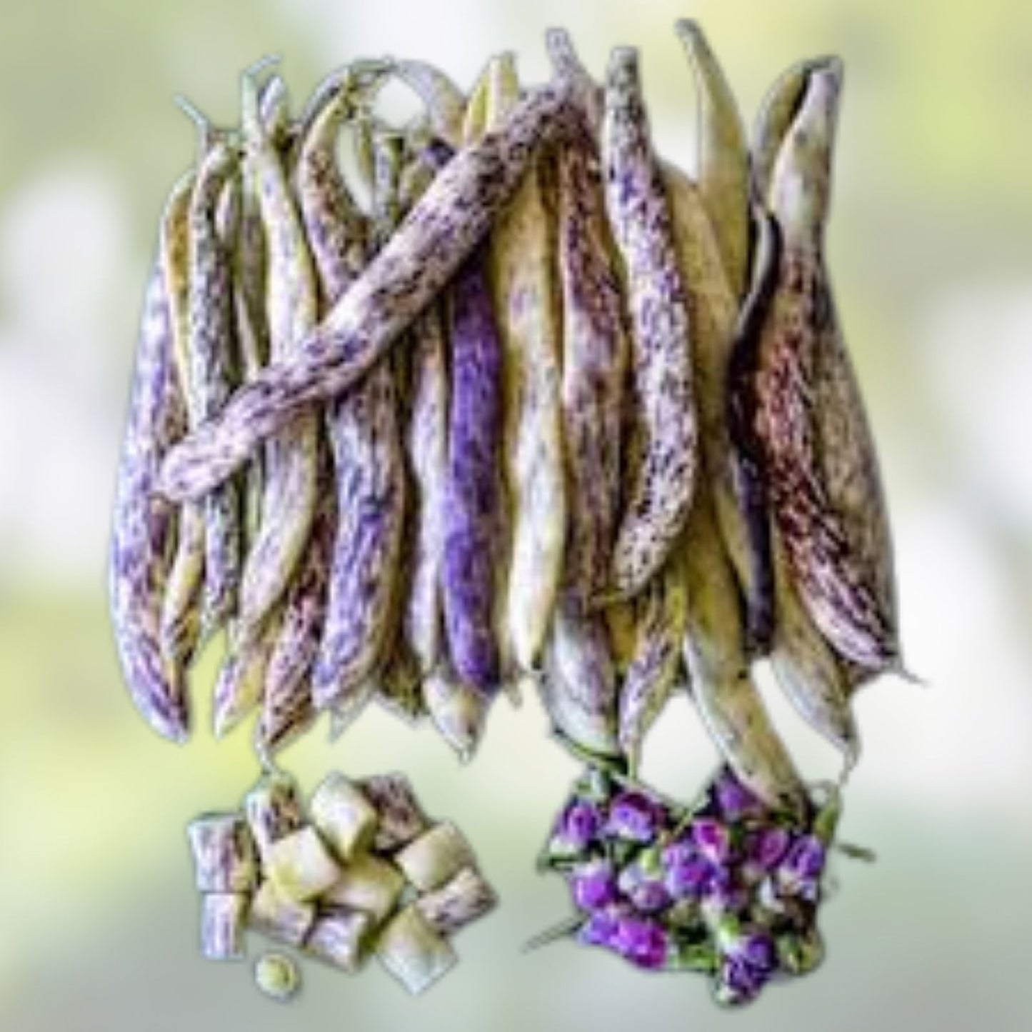 Dragon Tongue Bean Seeds 20 Pack Heirloom Phaseolus vulgaris Edible Snap Beans Organic Gardening