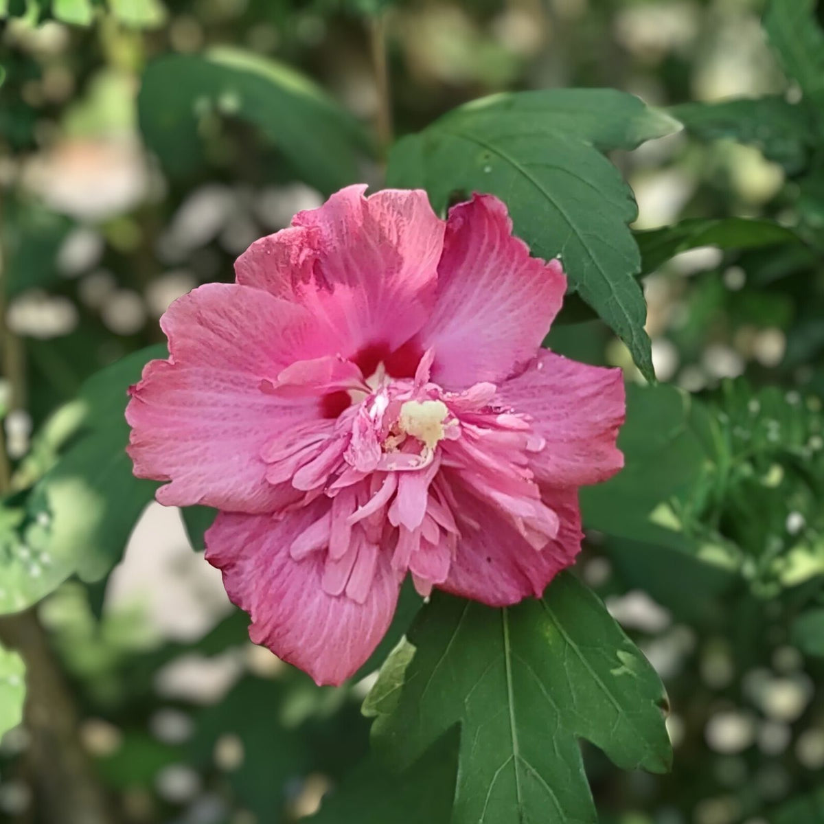 Rose of Sharon Cuttings - Unrooted Double Pink Flowers - Hibiscus syriacus 'Freedom' - Hardy Perennial Plant