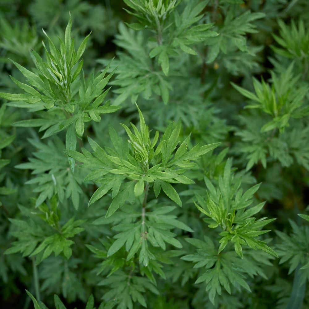 Organic Wormwood Live Plant 4-8 Inches Deer Resistant Low Maintenance Garden Herb Artemisia Absinthium