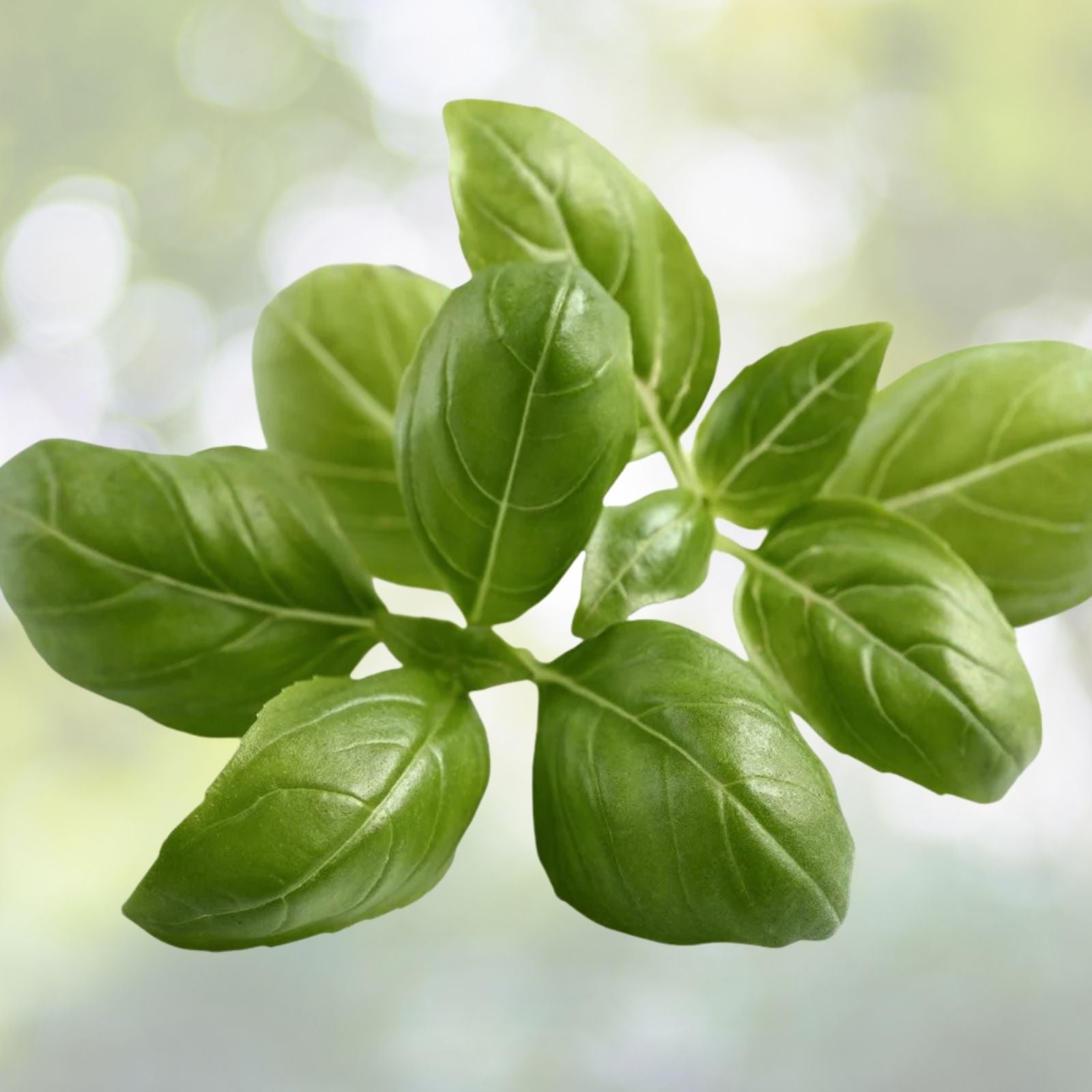 Italian Large Leaf Basil Seeds - 200+ Pack, Ocimum basilicum - Perfect for Culinary Use and Home Gardening