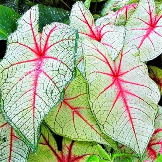 Fiesta Caladium Bulbs 2 Pack - Colorful Foliage Perennial Planting - Tropical Garden Decor - Caladium bicolor