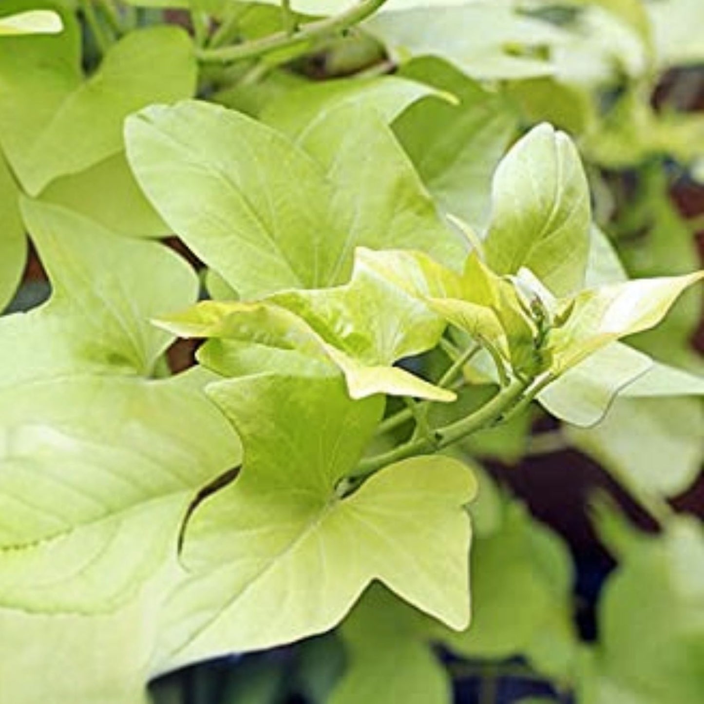 Covington Sweet Potato Slips - 5 Unrooted Cuttings - Organic Ipomoea batatas Vegetable Garden Starter