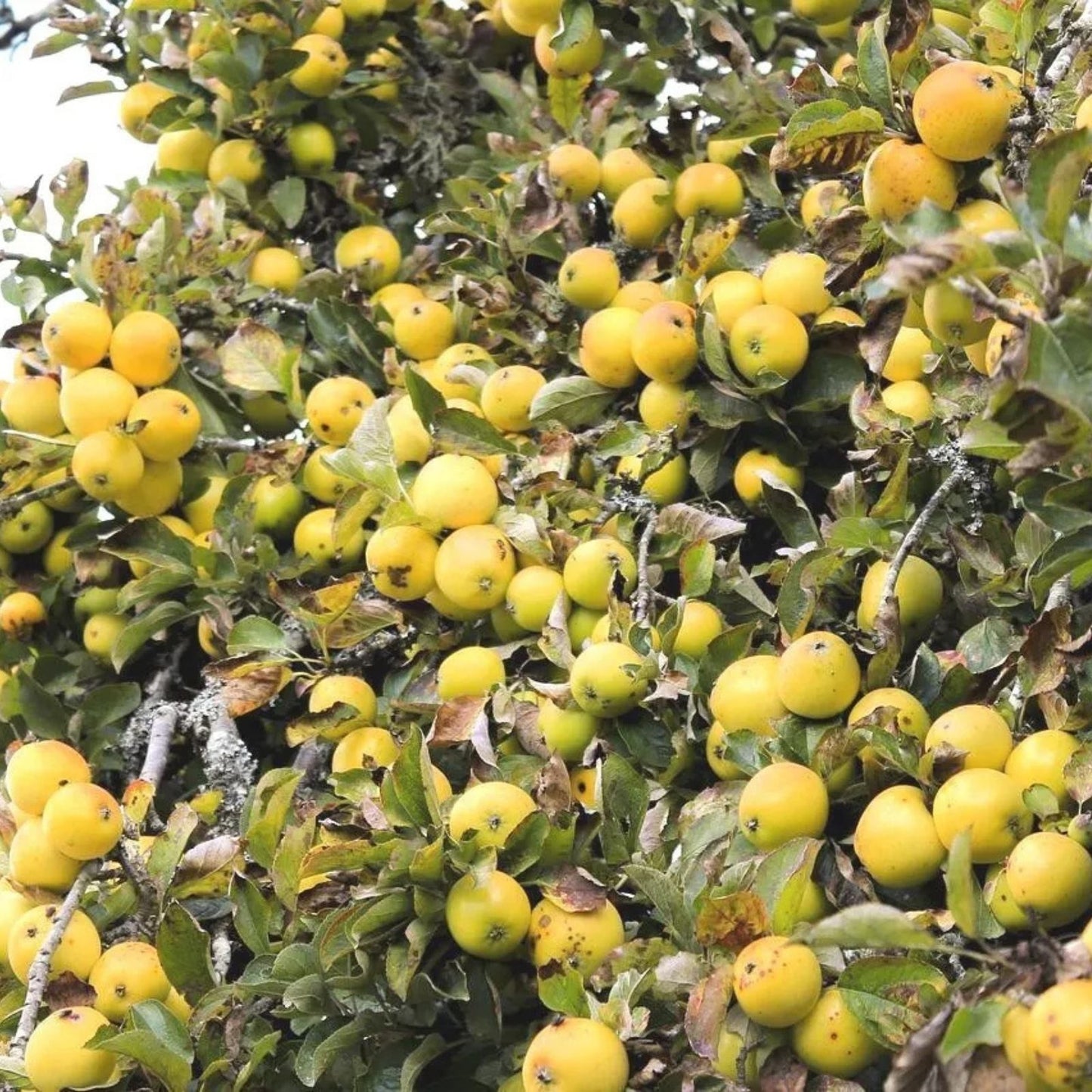 Golden Delicious Apple Tree Cuttings - 6 Organic Scions for Rooting & Grafting - Malus domestica