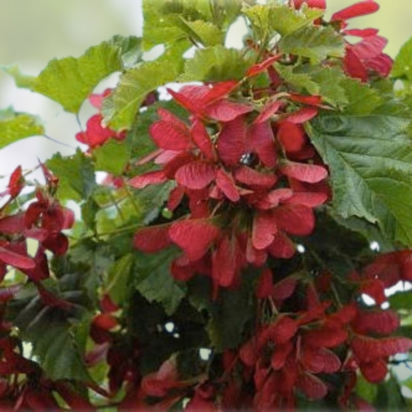 Amur Maple Tree Seeds 30 Pack Acer tataricum ginnala for Planting Ornamental Shrubs and Landscaping