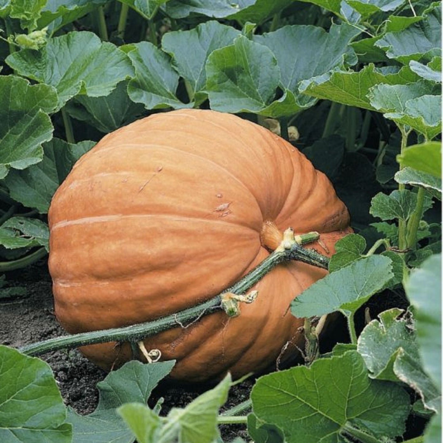 Atlantic Giant Pumpkin Seeds 10 Pack | World Record Variety for Large Pumpkins | Heirloom Seeds
