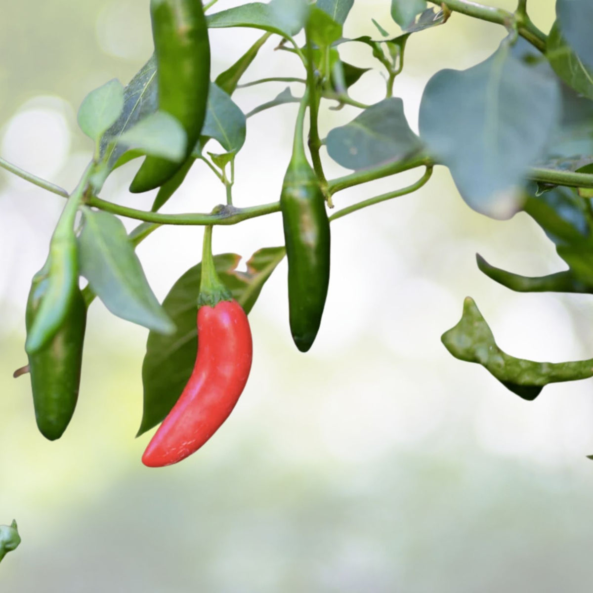 Serrano Hot Pepper Seeds | Heirloom NON-GMO | Capsicum annuum | Fresh Garden Seeds