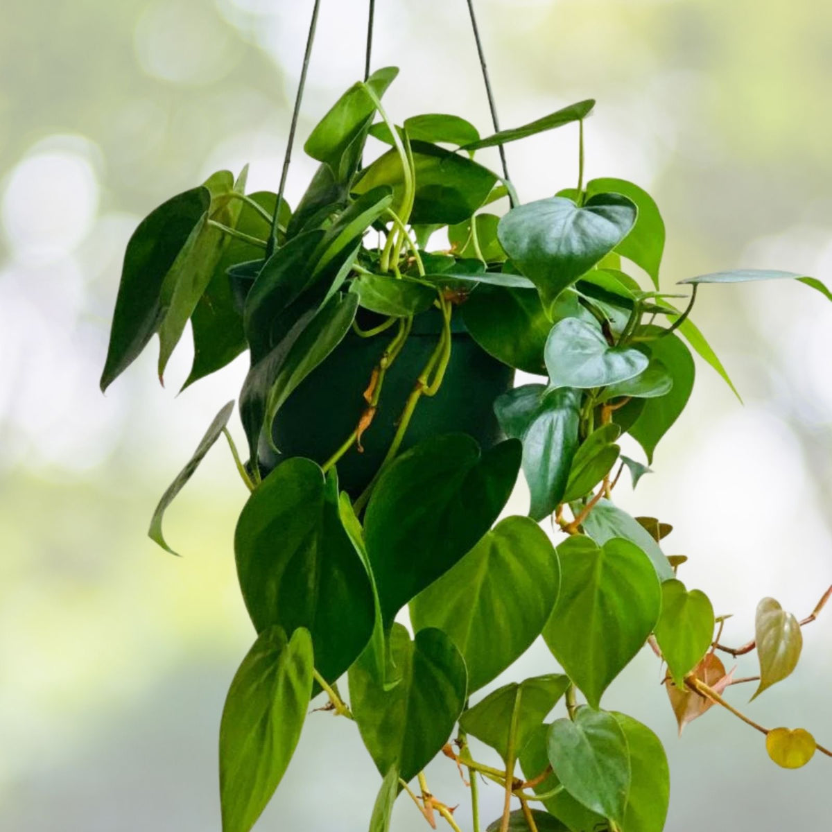 Philodendron Plant 6" Pot Silver Leaf Philodendron brandtianum Indoor Houseplant Easy Care for Beginners