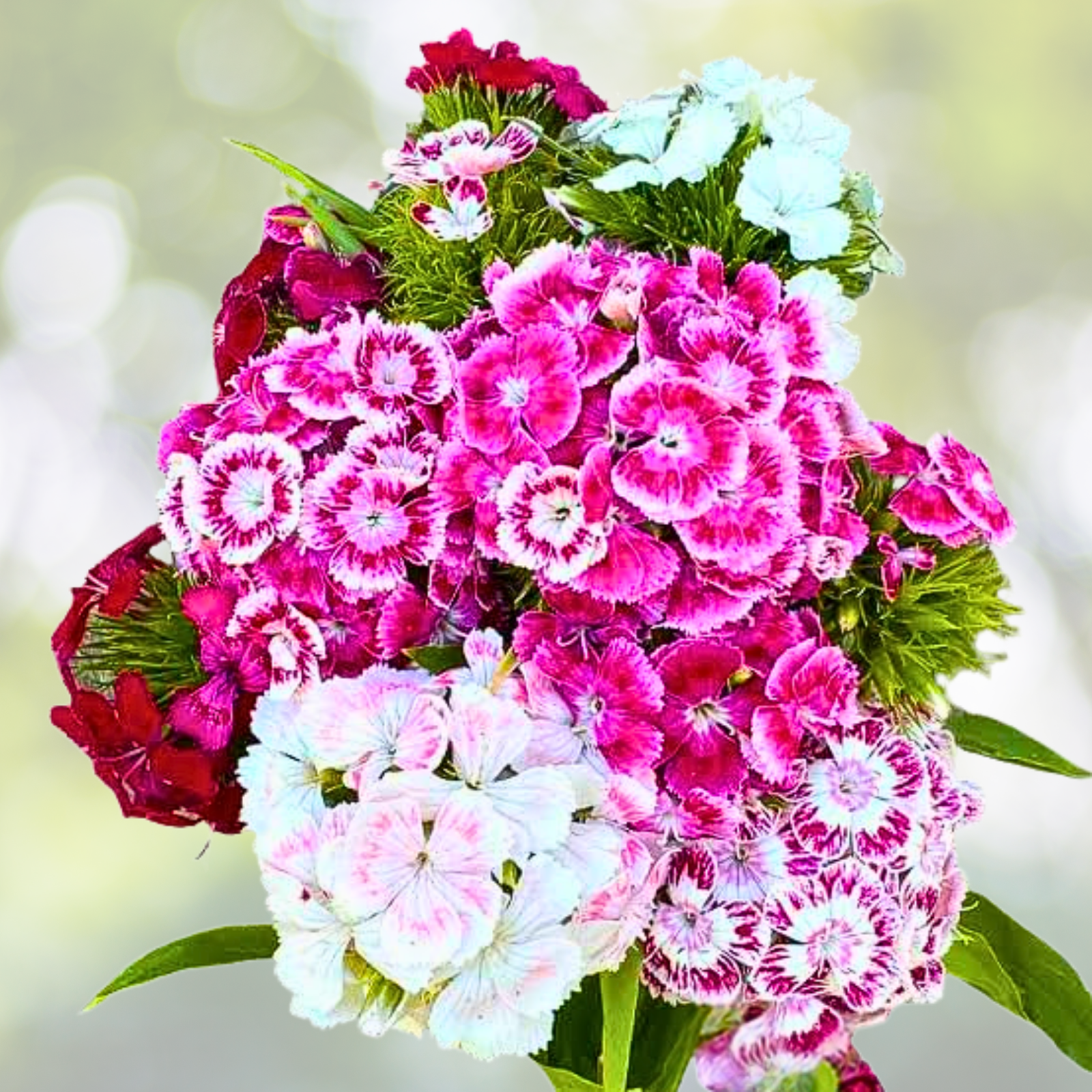 Sweet William Seeds Mix - Tall Perennial Non-GMO Dianthus - 1000 Seeds