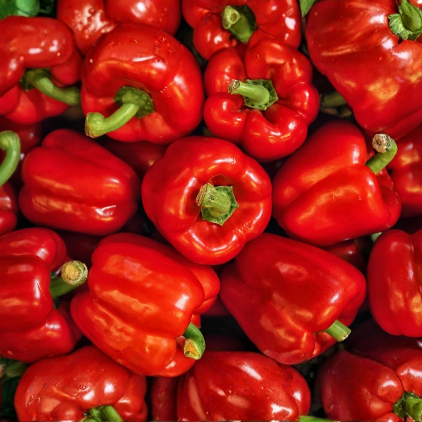 Sweet Red Girl Bell Pepper Seeds 100 Count, Capsicum annuum, Non-California Sale, Heirloom Vegetable Seeds