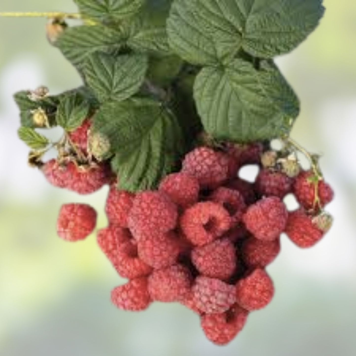 Latham Raspberry Plants - Easy to Grow Non-Shipping Rubus idaeus 'Latham' Fruit Bearing Plants