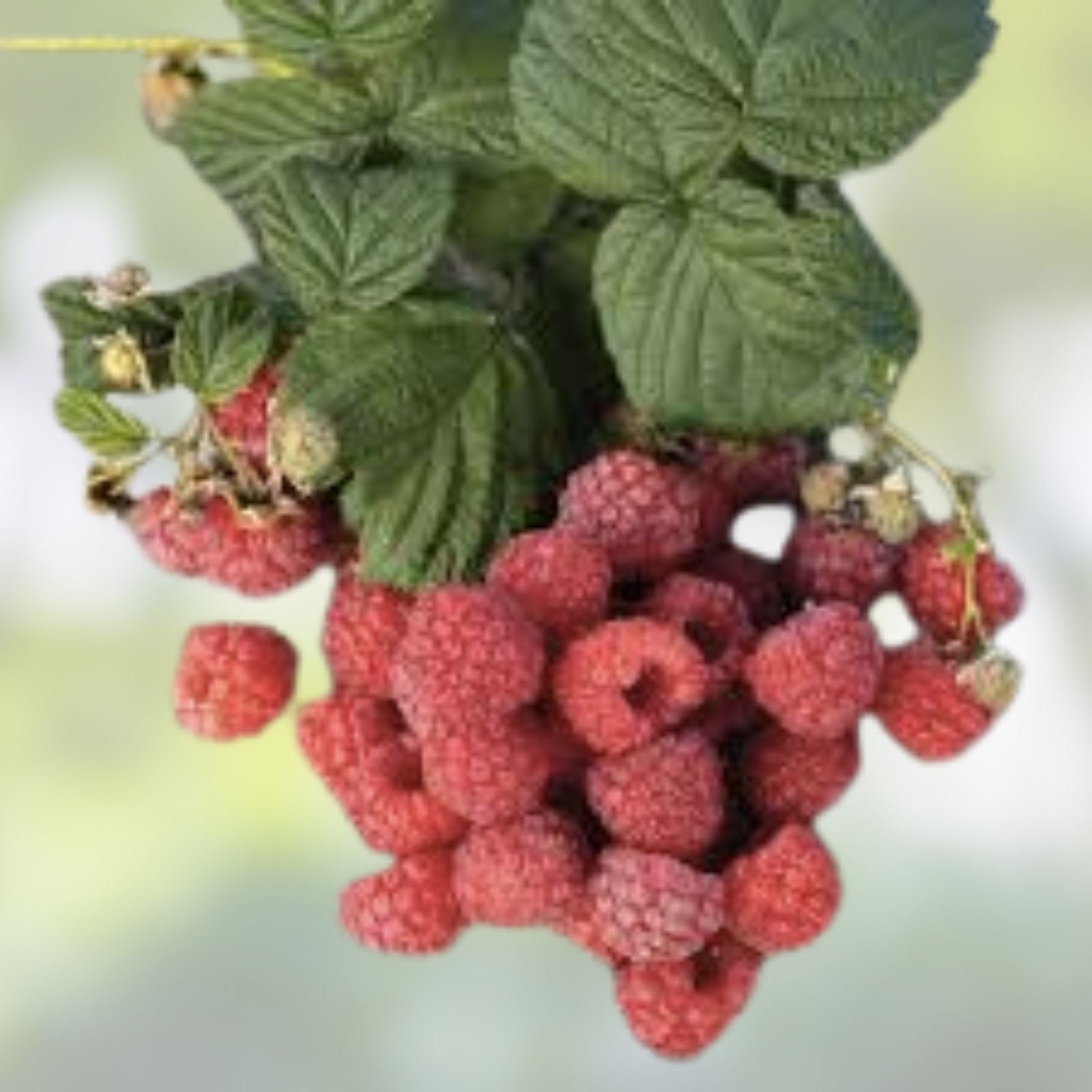 Latham Raspberry Plants - Easy to Grow Non-Shipping Rubus idaeus 'Latham' Fruit Bearing Plants
