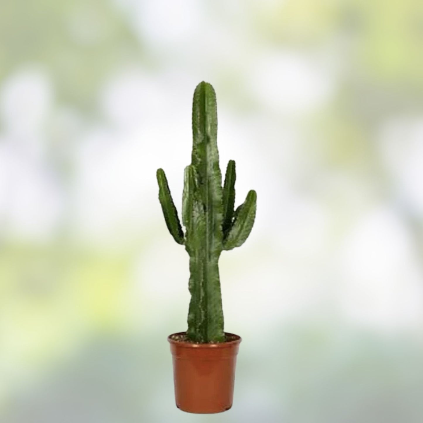 Euphorbia Ingens Cutting 1 Ft - African Milk Barrel Succulent Houseplant - Indoor and Outdoor Foliage - Euphorbia ingens