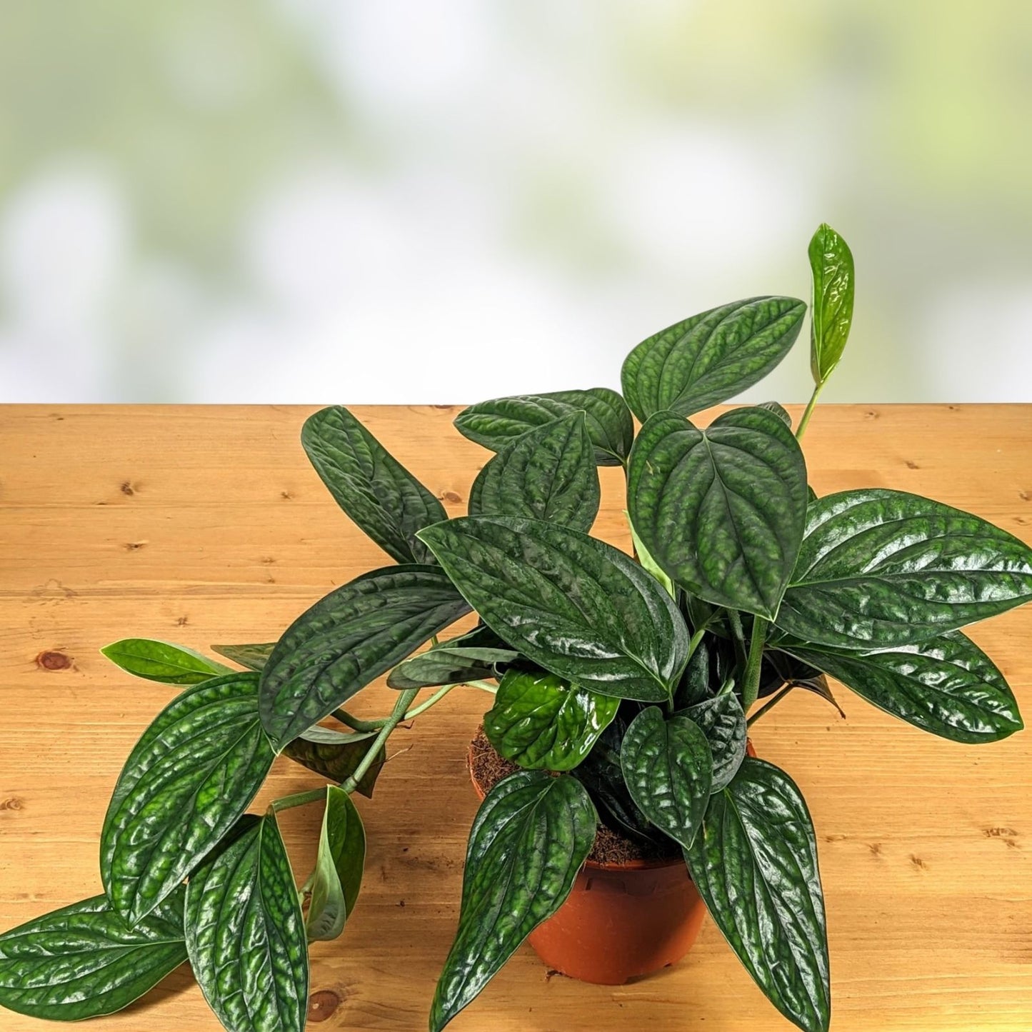 Monstera Peru Live Plant in 2.5" Pot – Karstenianum – Rooted Tropical Houseplant, Indoor Plant, Green Foliage