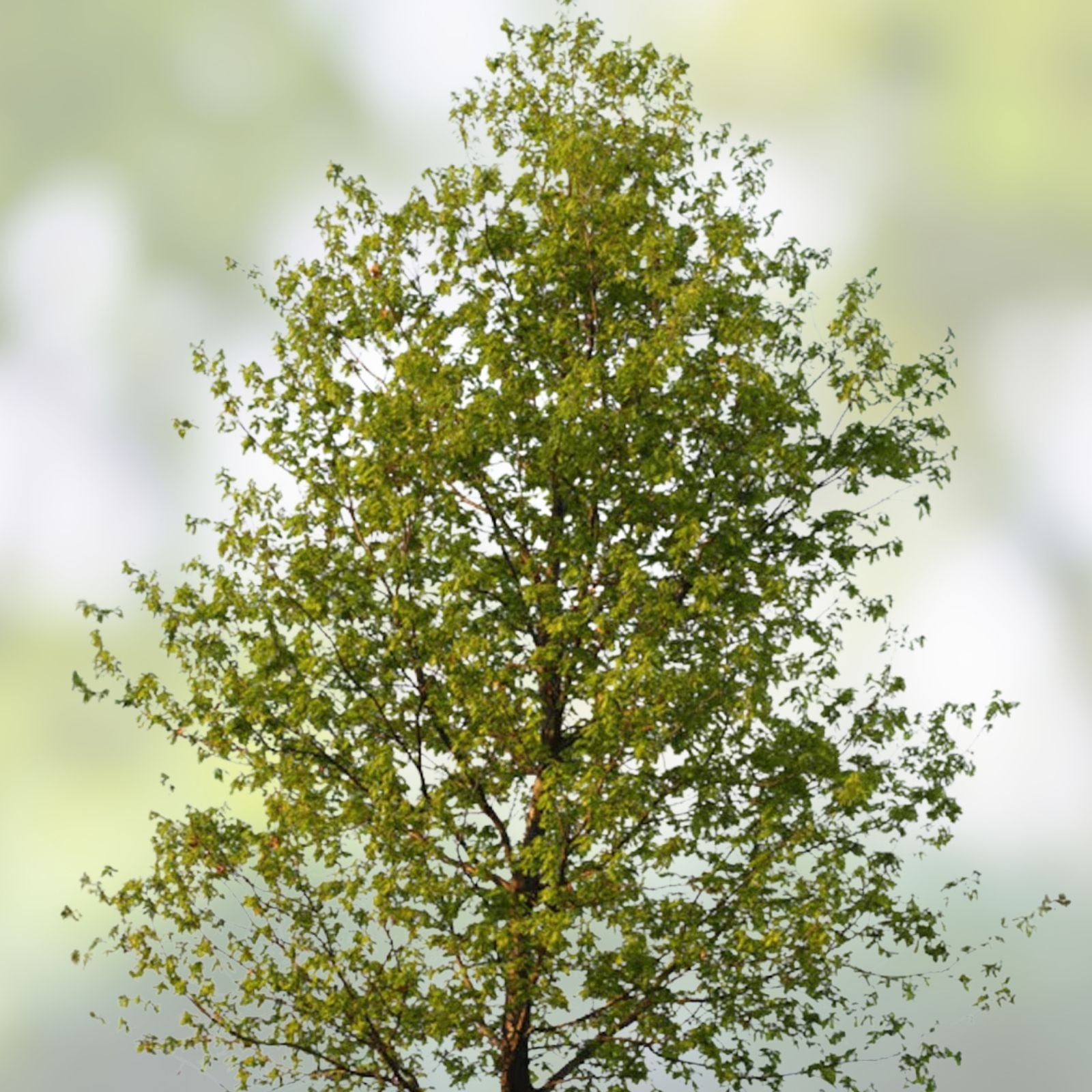 Hybrid Poplar Live Tree Cuttings – 12 Cottonless Cottonwood, AZ Grown, Fast Growing Trees for Landscaping