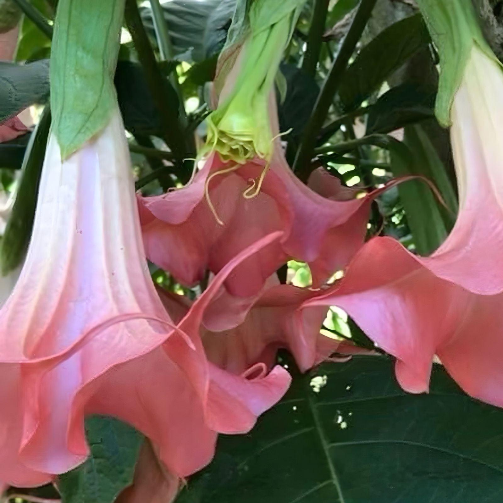 Brugmansia Cuttings - 3 Fresh Angel's Trumpet Plants - MOBISU - Brugmansia spp, - Ornamental Flowering Shrubs