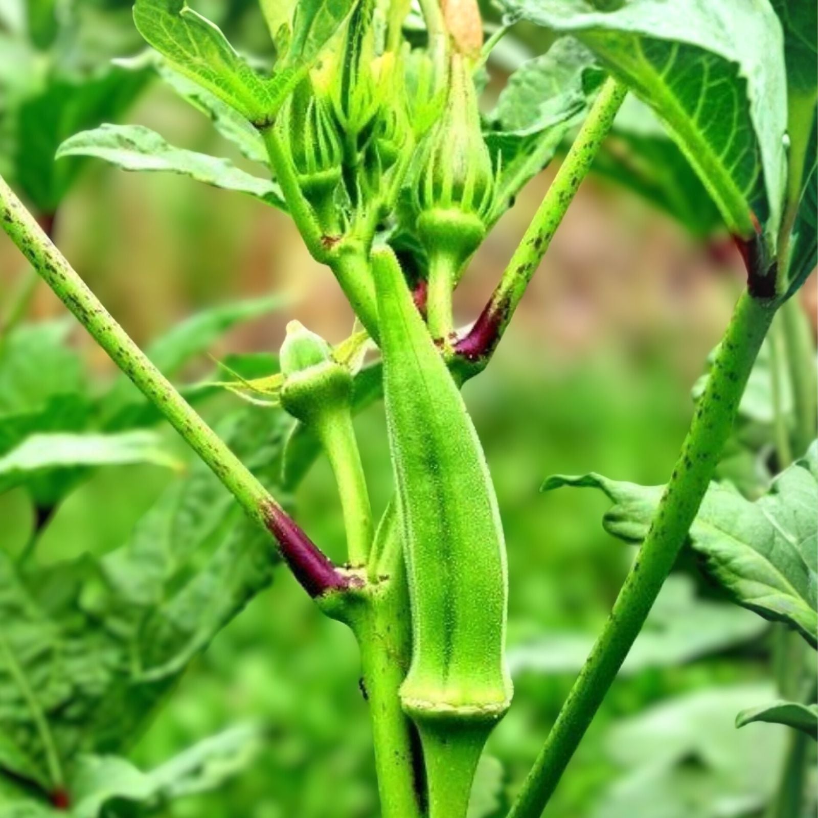 Okra Seeds 500 Count Heirloom Emerald Variety Non-GMO Garden Abelmoschus esculentus