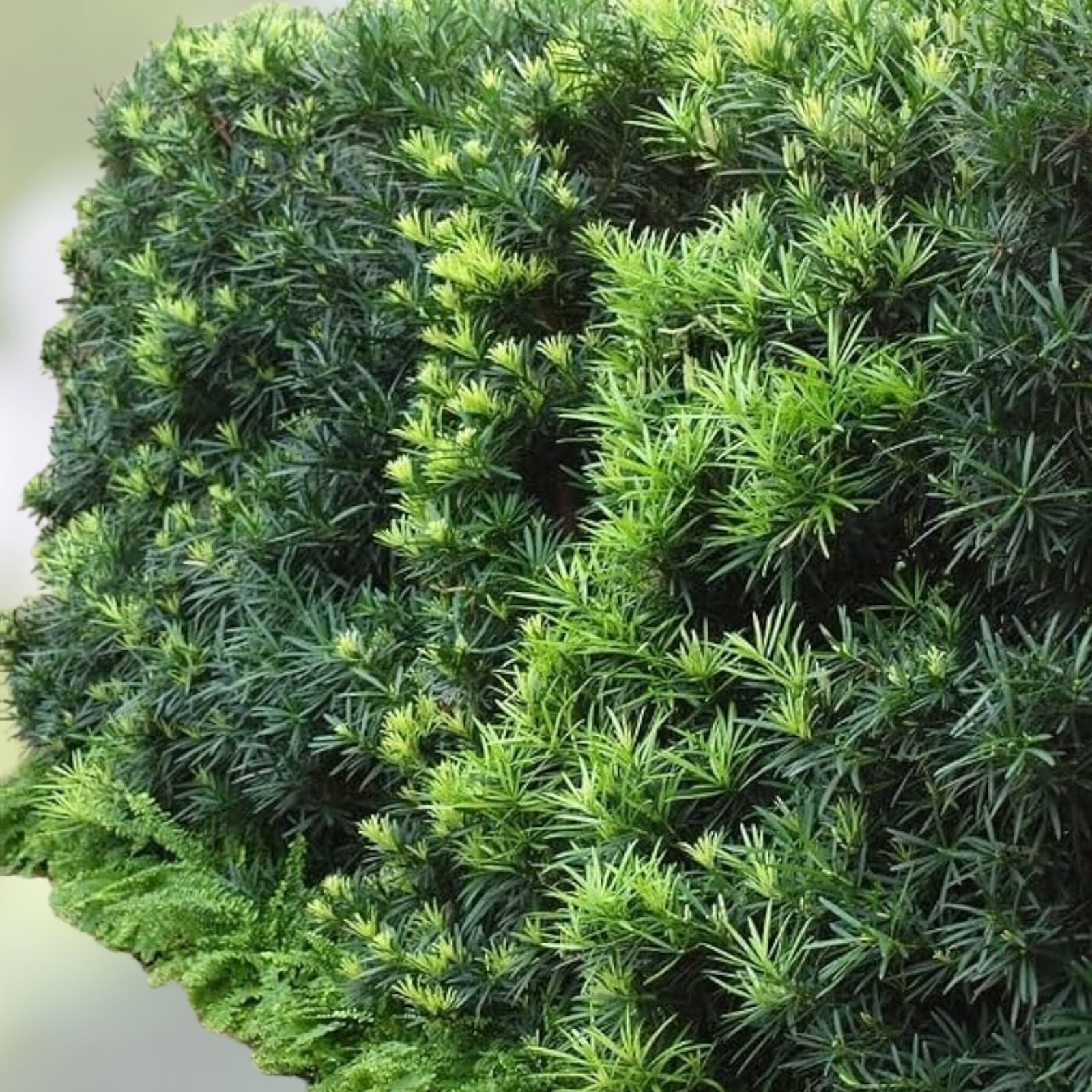 Live Starter Plant Set of 2 – Yew Plum Pine, Podocarpus macrophyllus, Evergreen Garden Accent, Low Maintenance